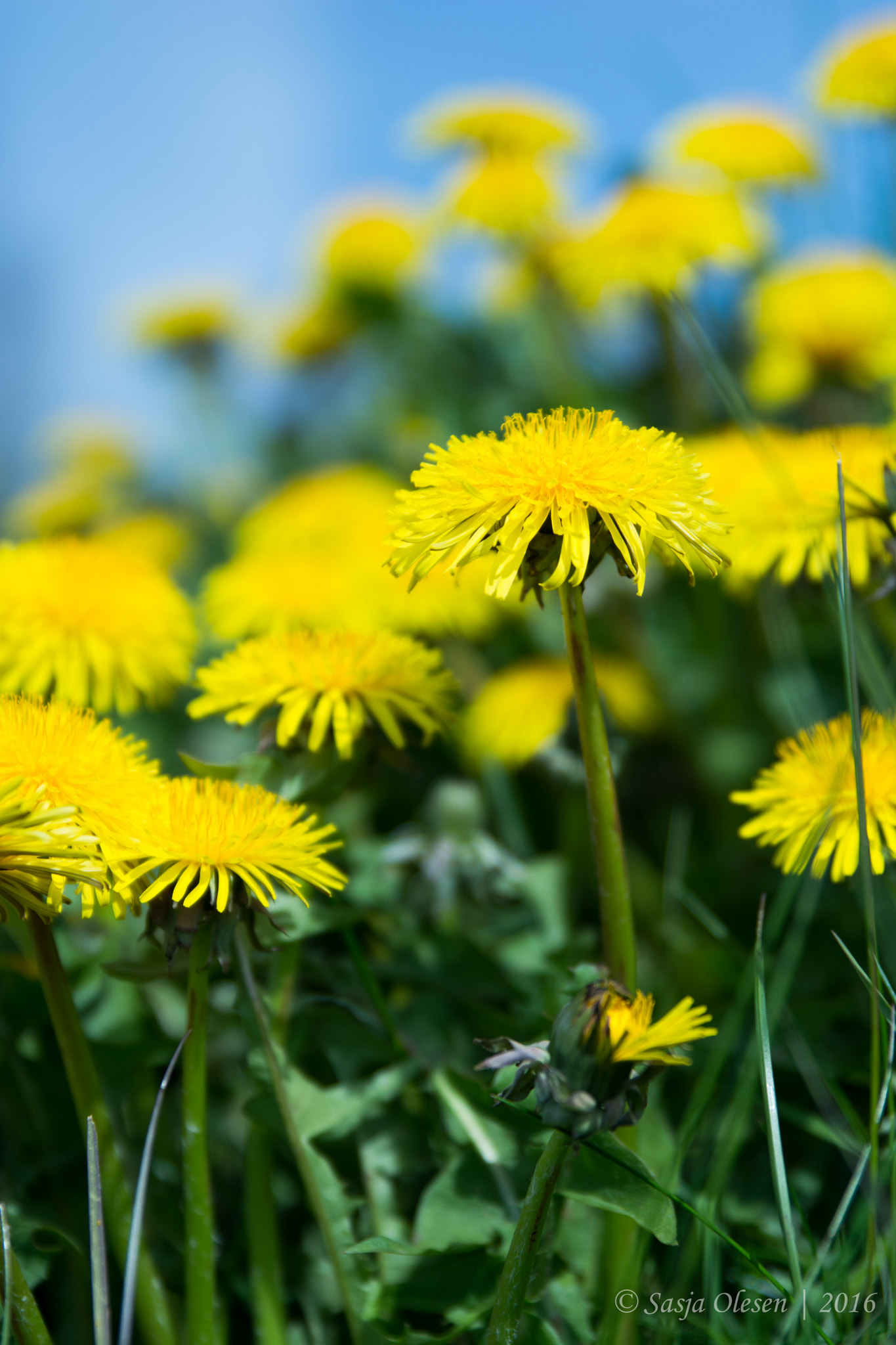 Tamron SP 24-70mm F2.8 Di VC USD sample photo. Dandelion photography