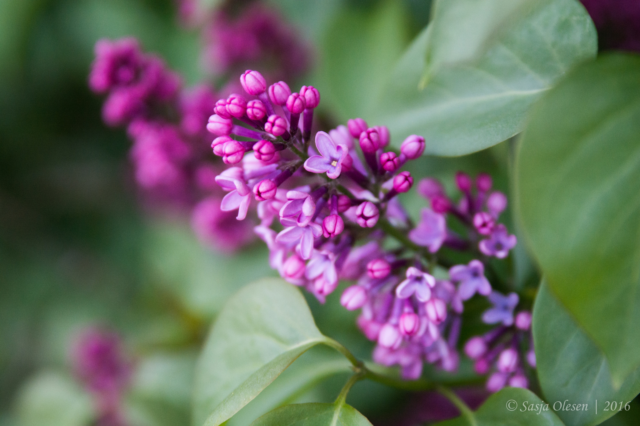 Tamron SP 24-70mm F2.8 Di VC USD sample photo. Purple photography