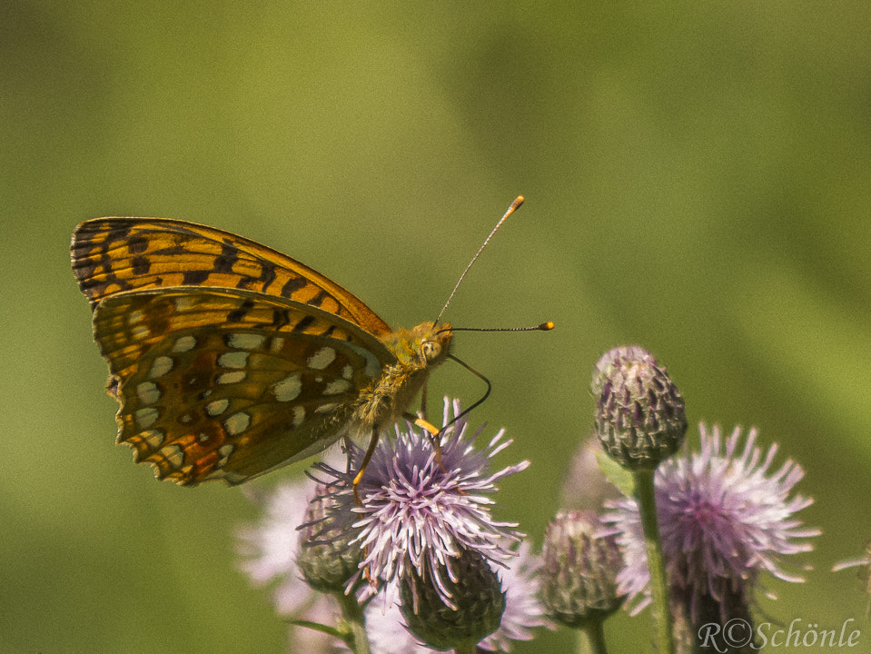 Panasonic DMC-G70 sample photo. Feuriger permutfalter (argynnis adippe) photography