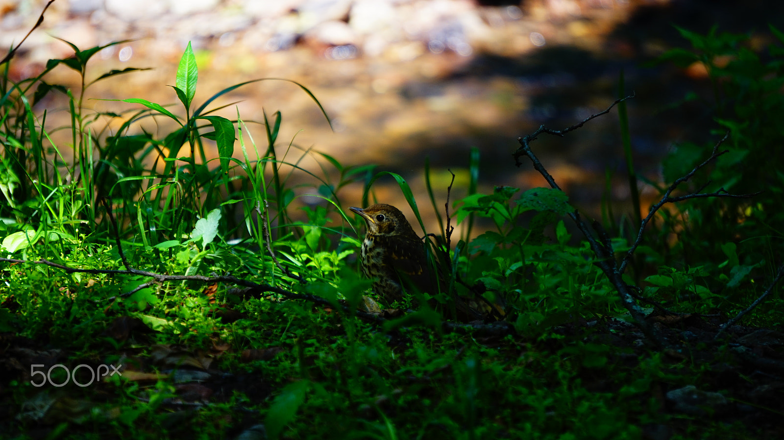 Sony E 55-210mm F4.5-6.3 OSS sample photo. Bird photography
