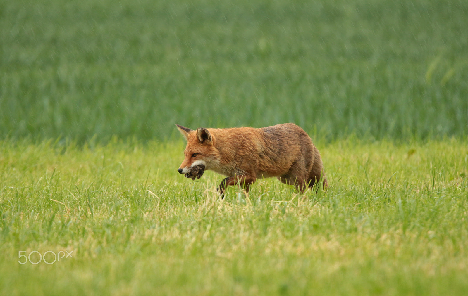 Canon EOS 700D (EOS Rebel T5i / EOS Kiss X7i) + Tamron SP 150-600mm F5-6.3 Di VC USD sample photo. Fuchs/ fox in black forest photography