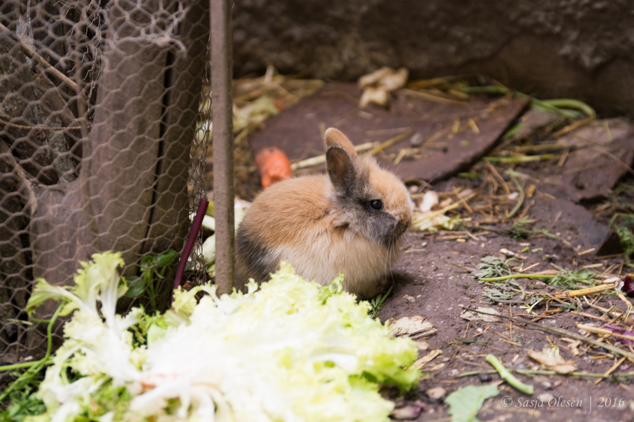 Tamron SP 24-70mm F2.8 Di VC USD sample photo. Rabbit photography