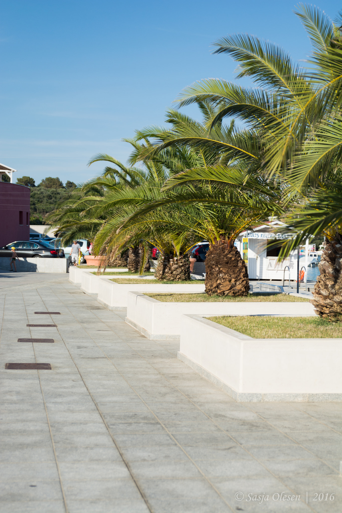 Tamron SP 24-70mm F2.8 Di VC USD sample photo. Palms, croatia photography