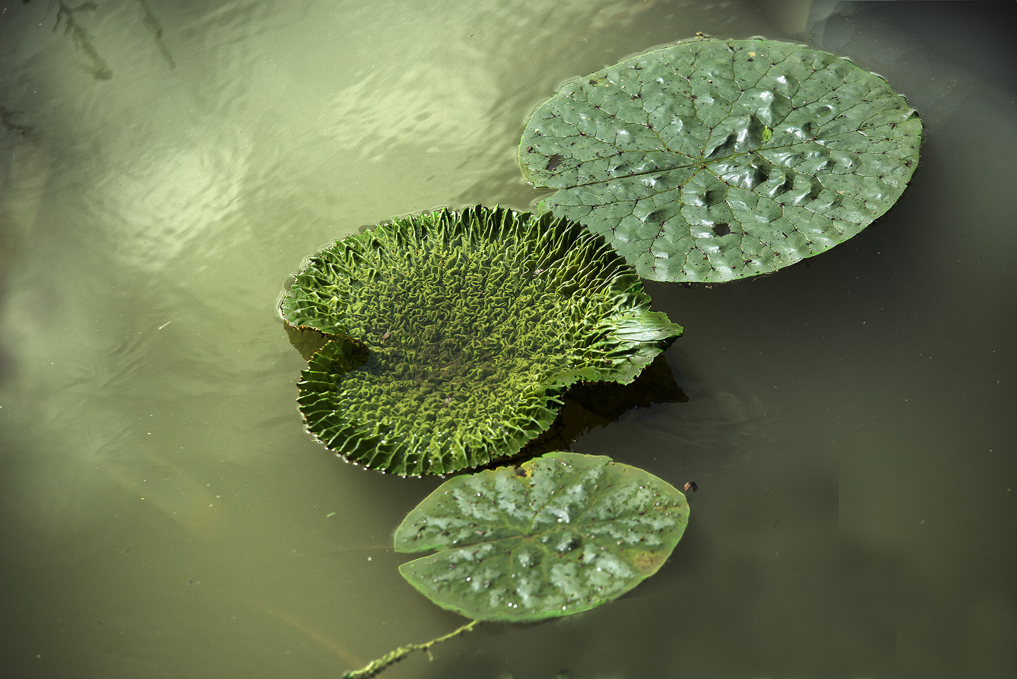Sigma 70-200mm F2.8 EX DG OS HSM sample photo. The new lotus leaves photography