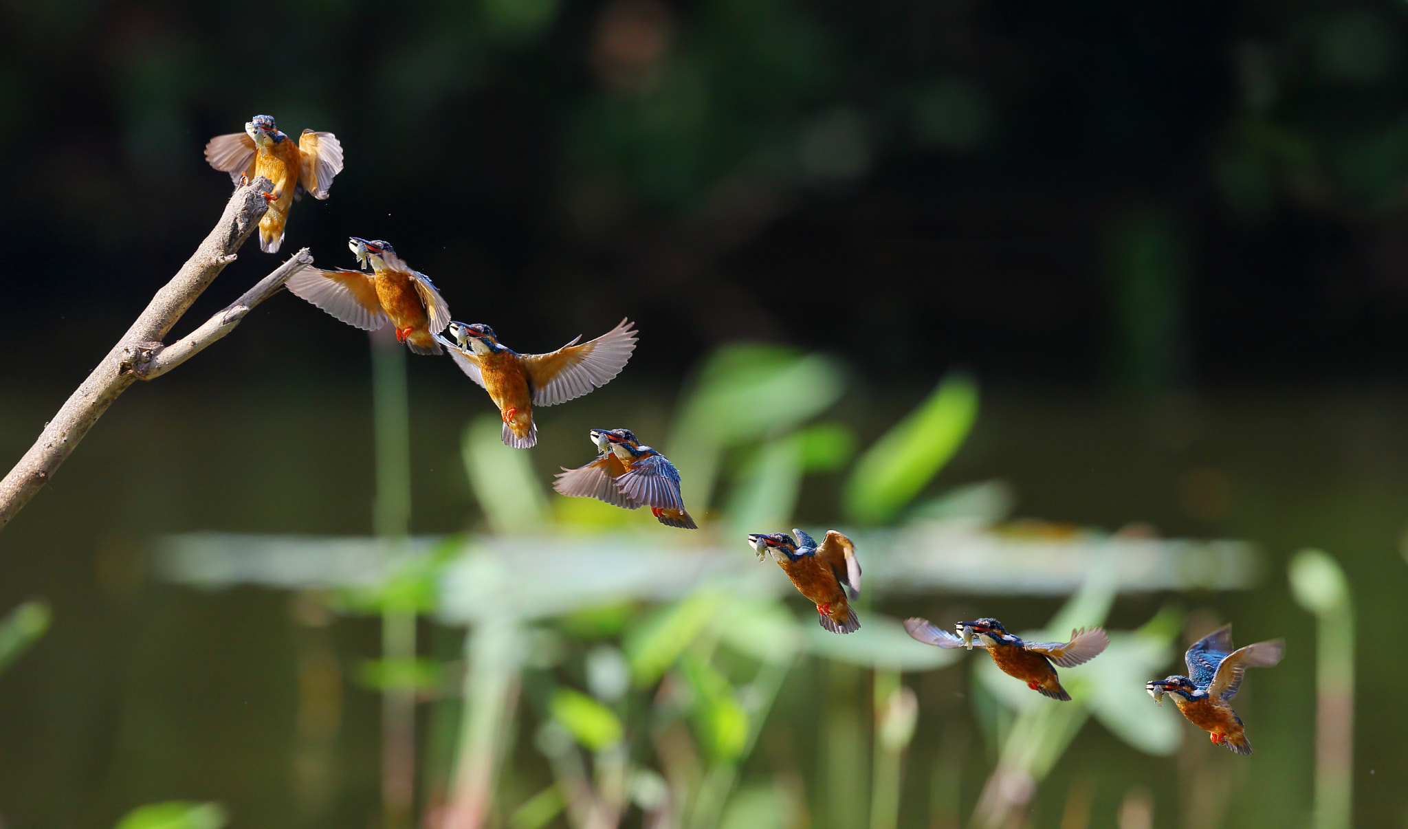 Canon EF 300mm F2.8L IS II USM sample photo. Kingfisher is how it works photography