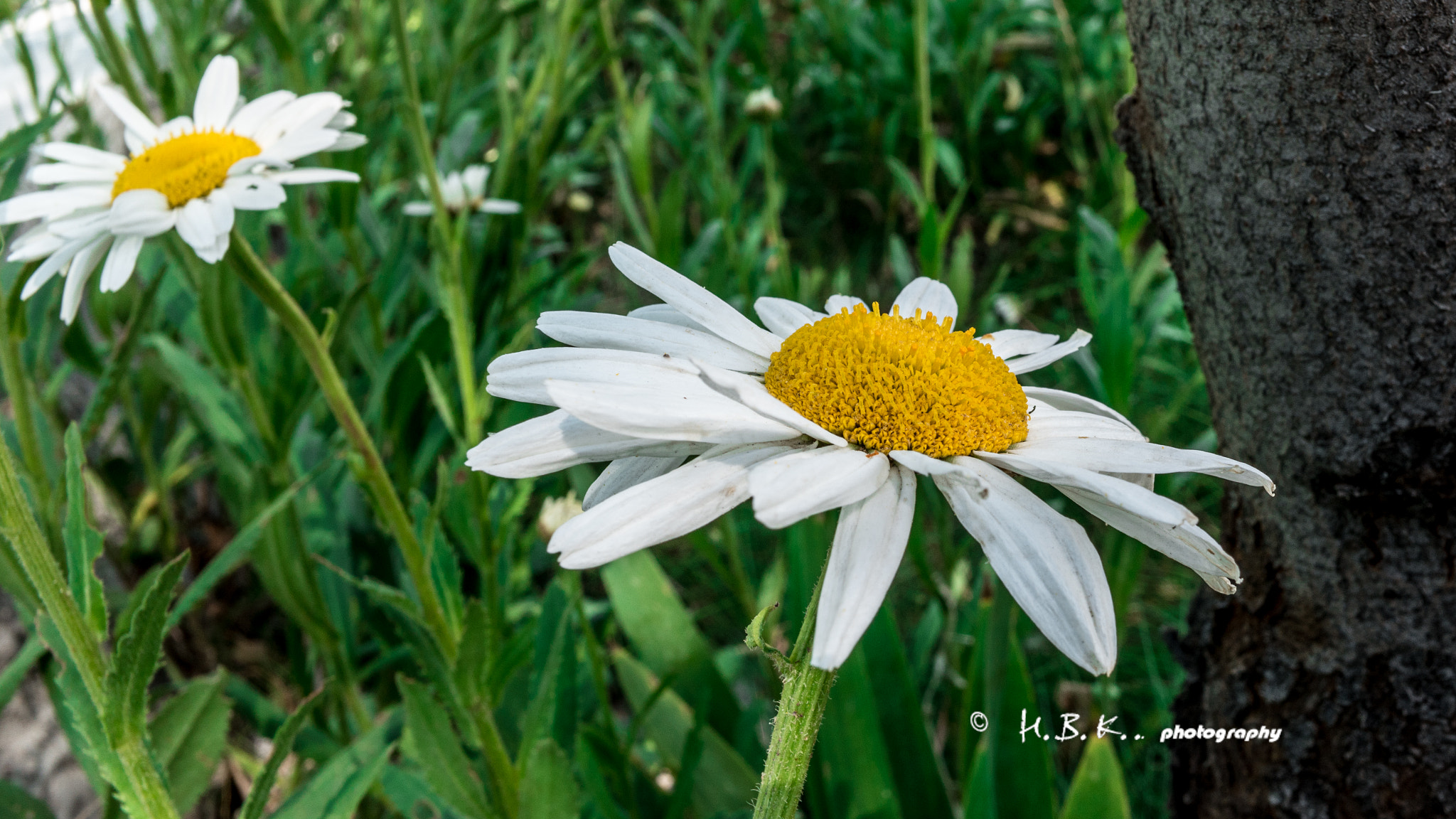 Samsung NX500 + Samsung NX 16mm F2.4 Pancake sample photo. Daisy looking for sun... photography