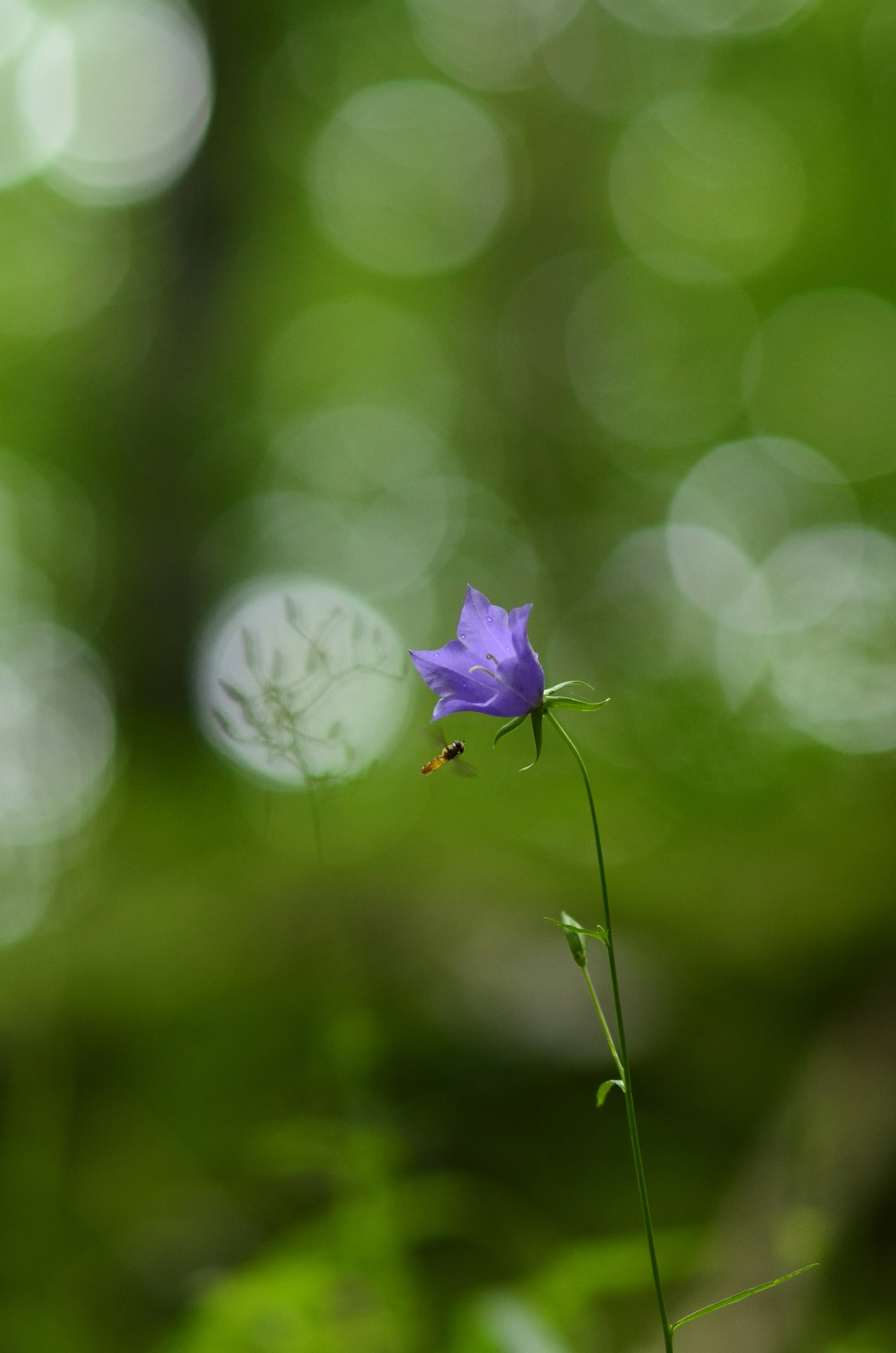 Samyang 85mm F1.4 Aspherical IF sample photo. A bug life photography