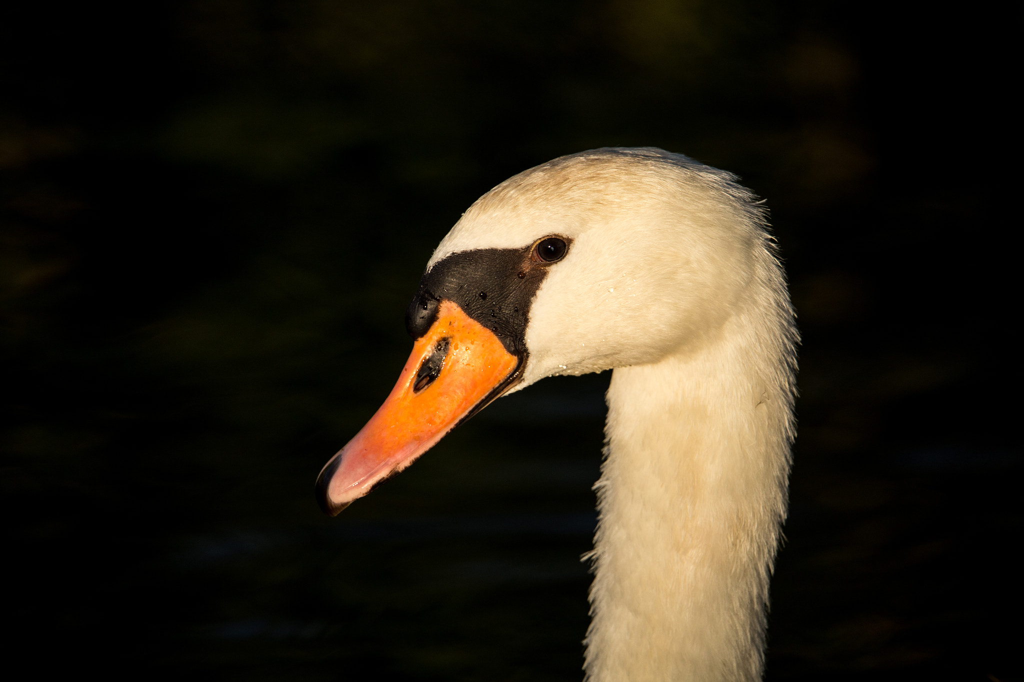 150-600mm F5-6.3 DG OS HSM | Sports 014 sample photo. Portrait photography