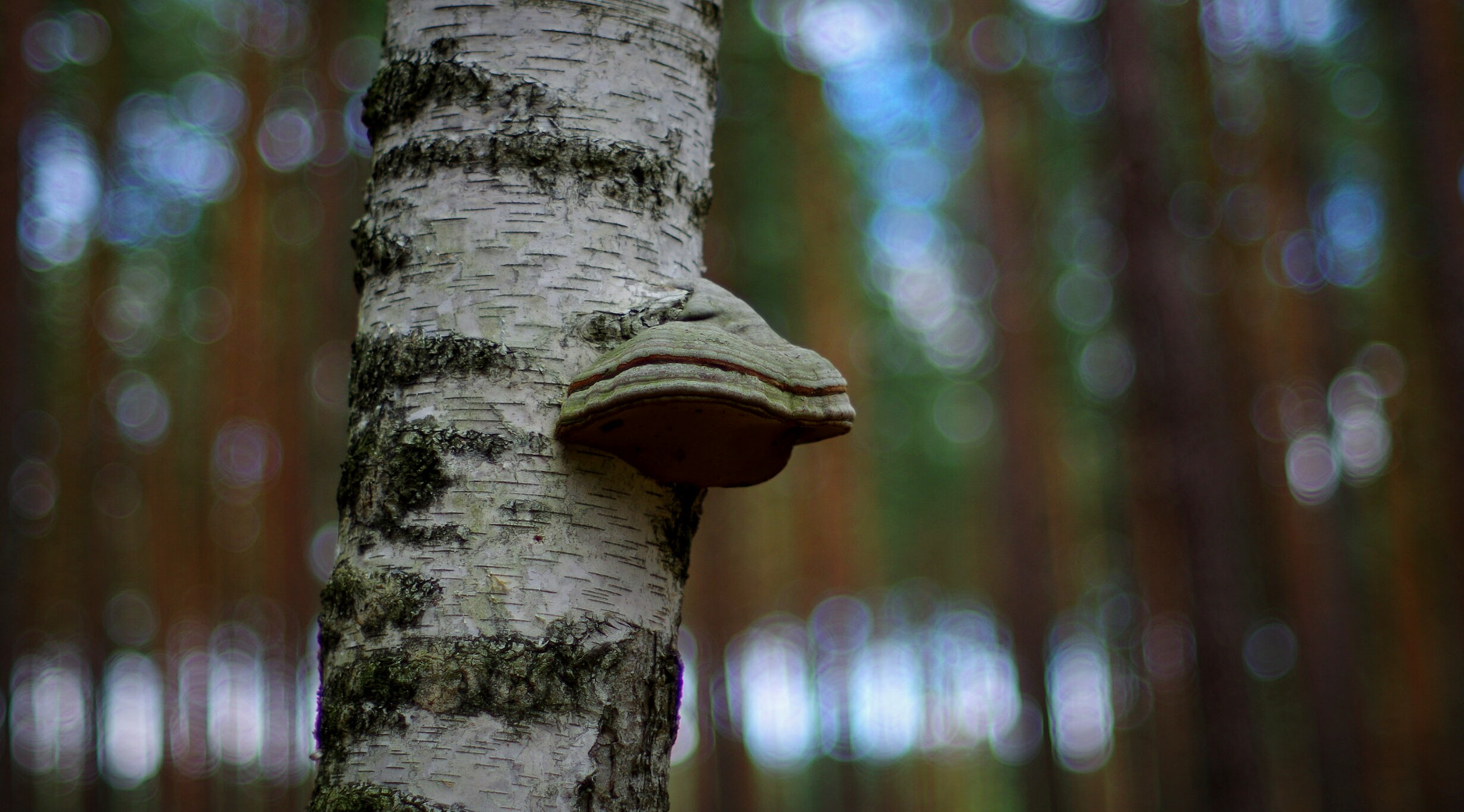Pentax K-30 + A Series Lens sample photo. Untitled photography