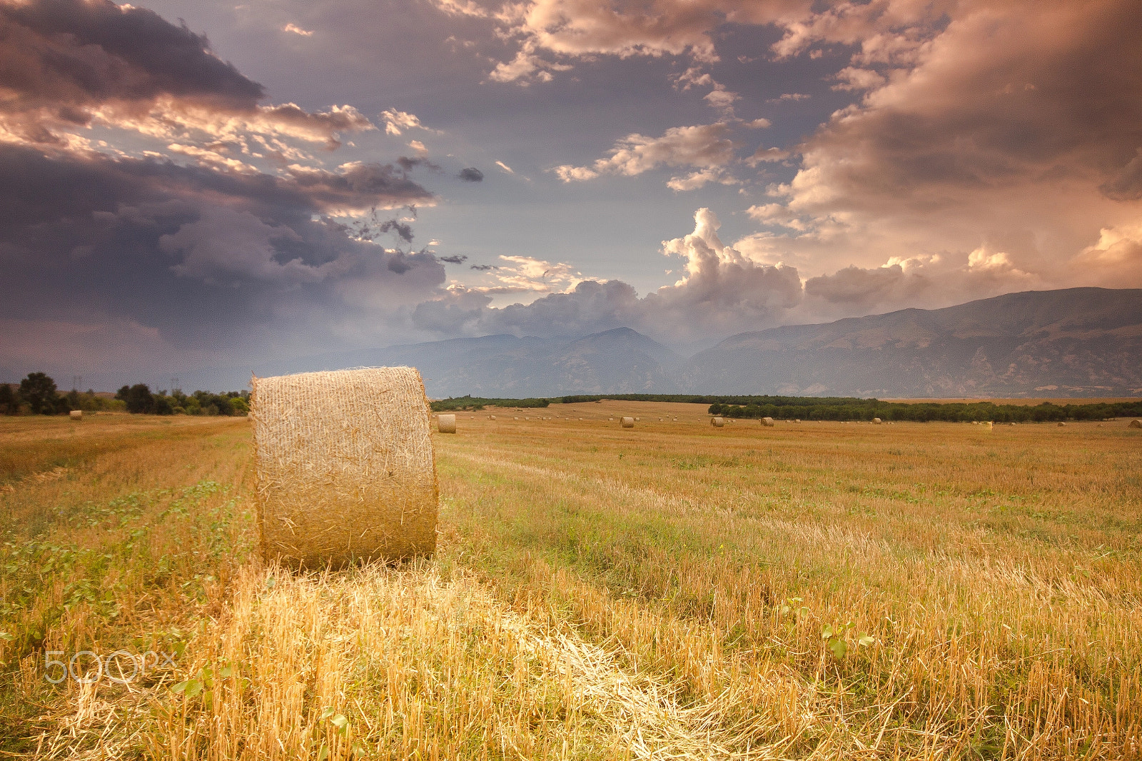 Sigma 10-20mm F4-5.6 EX DC HSM sample photo. Summer bale photography