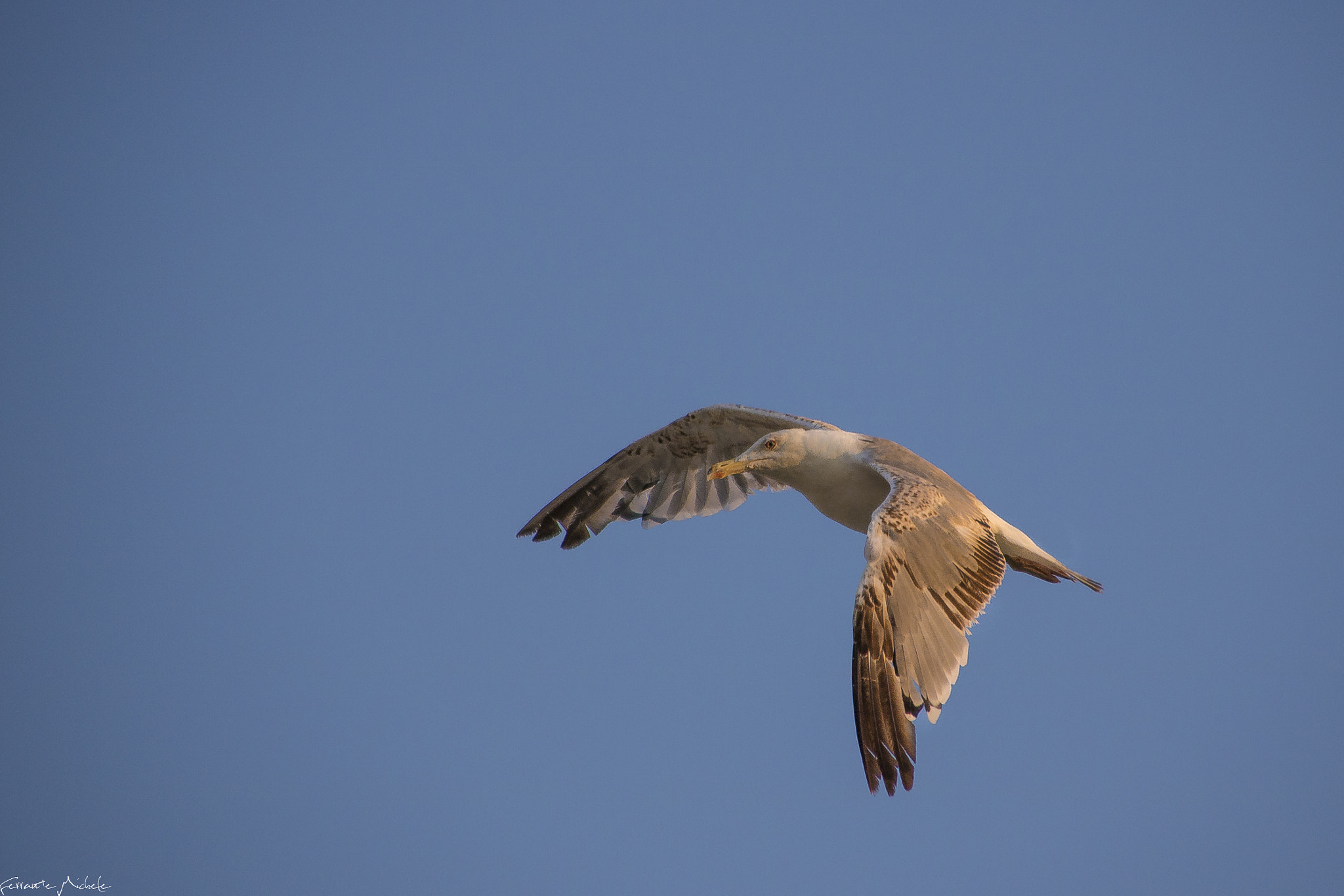 Canon EOS 760D (EOS Rebel T6s / EOS 8000D) + Canon TS-E 90mm F2.8 Tilt-Shift sample photo. Seagull photography