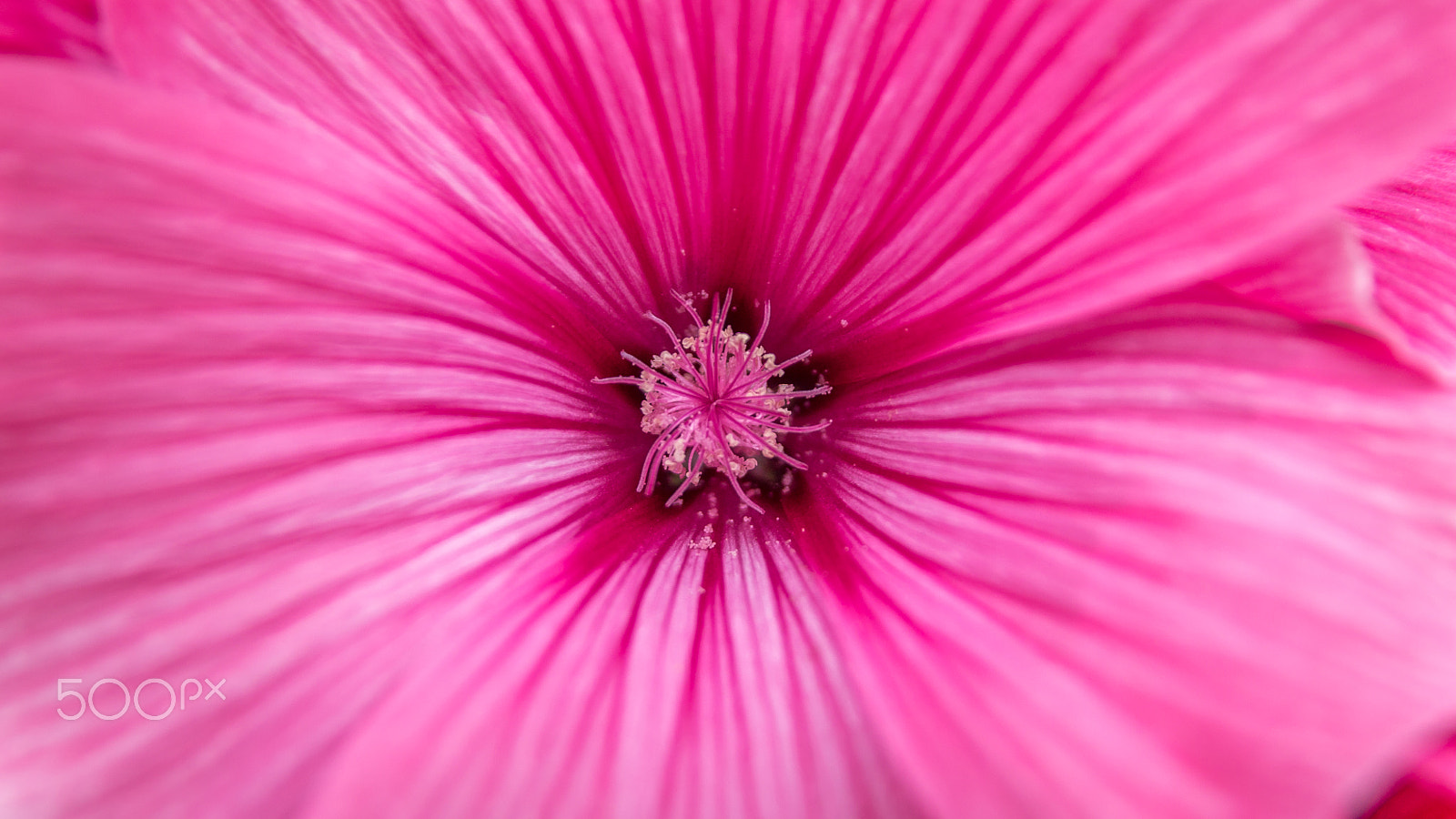 Sigma 17-70mm F2.8-4 DC Macro OS HSM sample photo. The beginning photography