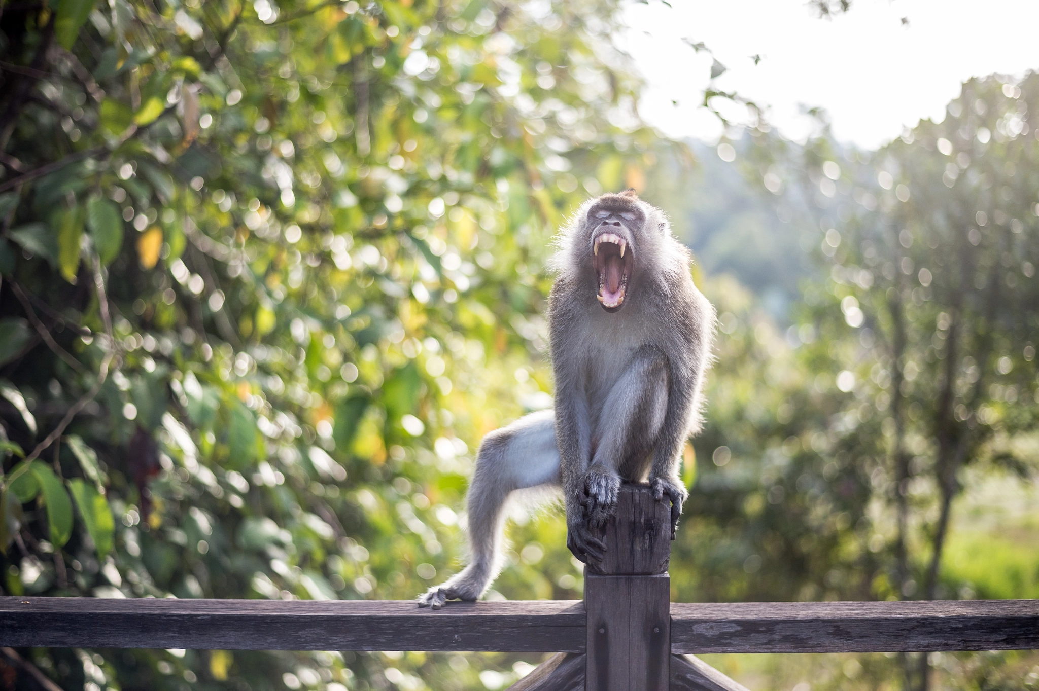 Nikon D4S + Nikon AF-S Nikkor 50mm F1.8G sample photo. Long-tailed macaque photography