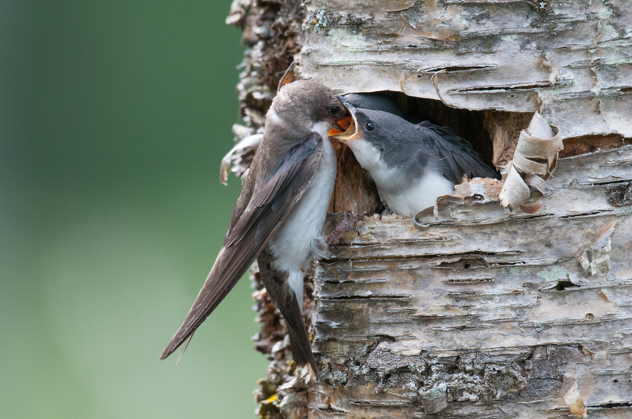 Nikon AF-S Nikkor 800mm F5.6E FL ED VR sample photo. Hirondelle bicolore, tachycineta bicolor tachycineta, tree swall photography