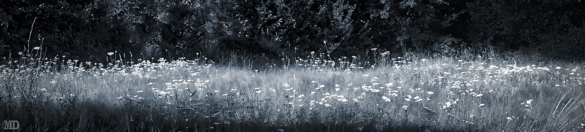 Sony Alpha NEX-5R + Sony E 55-210mm F4.5-6.3 OSS sample photo. Meadow photography