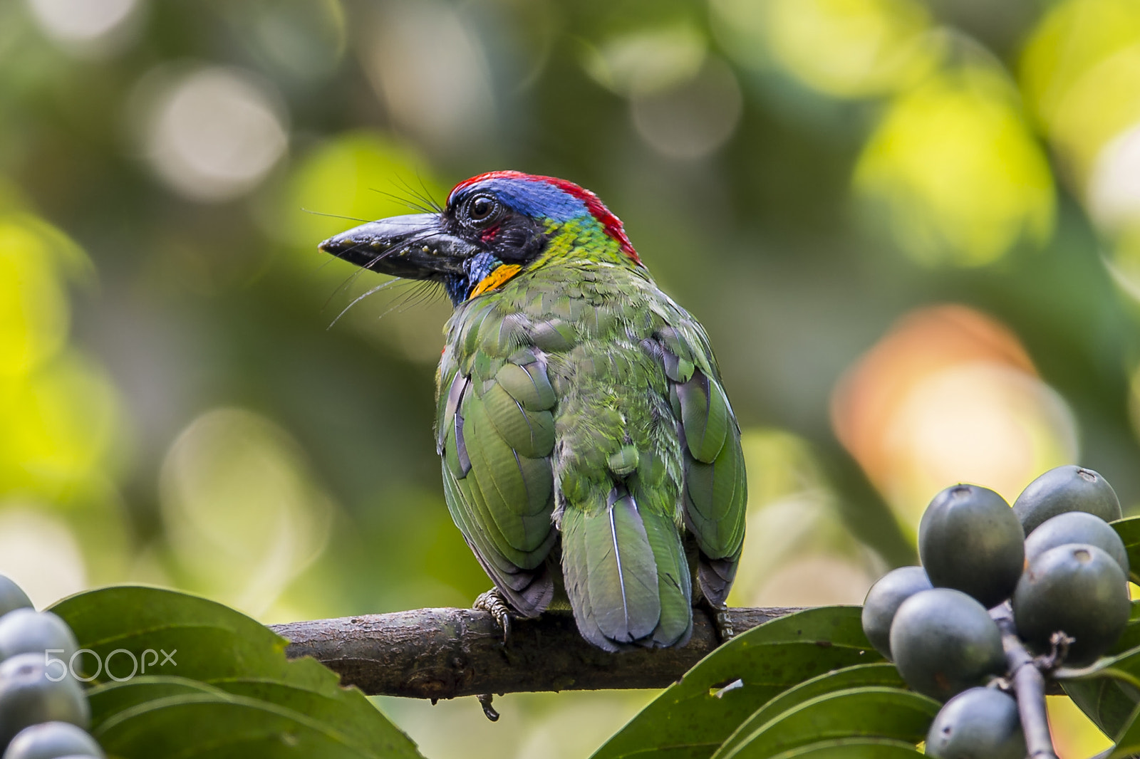 Nikon AF-S Nikkor 600mm F4E FL ED VR sample photo. Red crowned barbet photography