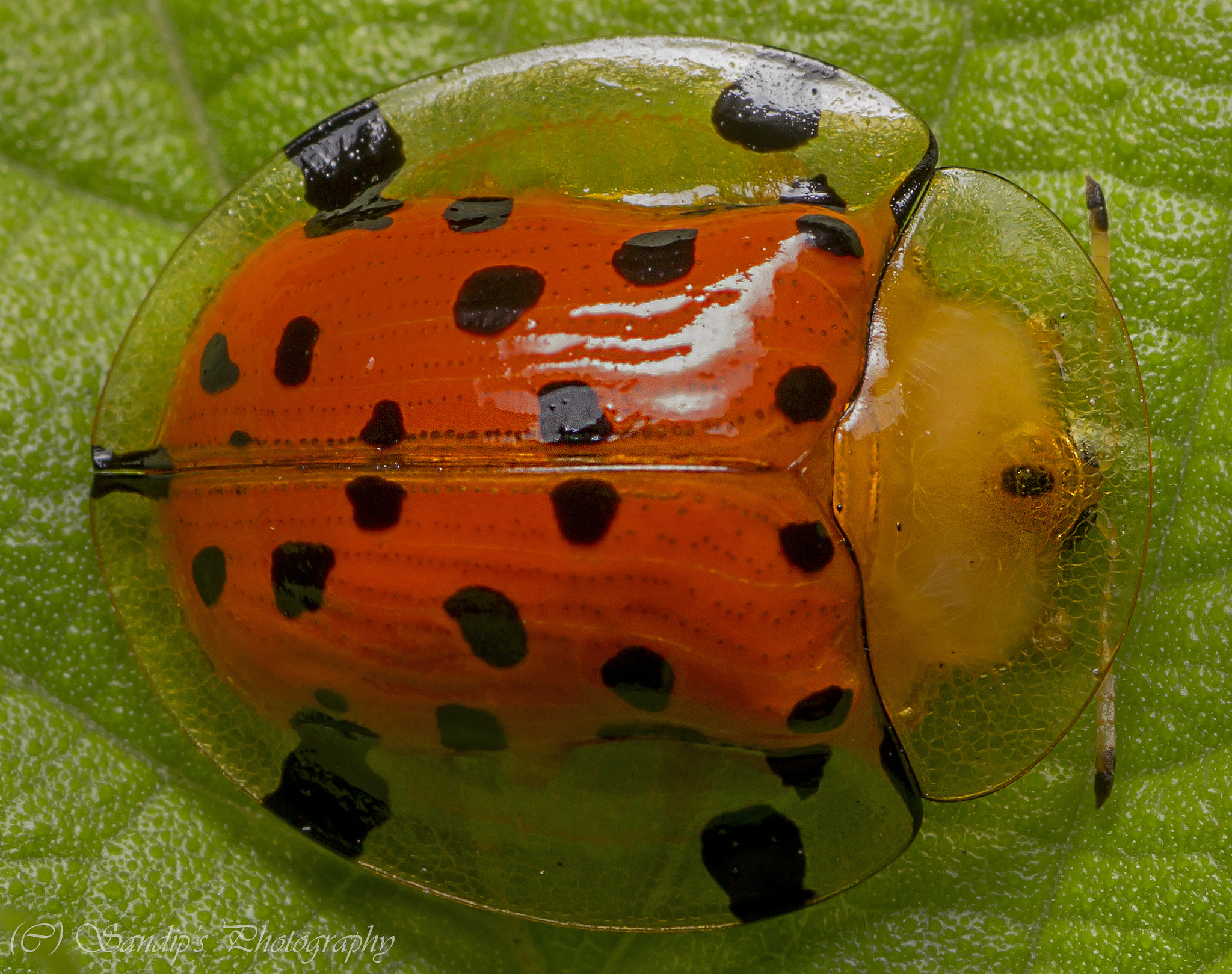 Canon EOS 600D (Rebel EOS T3i / EOS Kiss X5) + Tamron SP AF 90mm F2.8 Di Macro sample photo. Tortoiseshell beetle.... photography