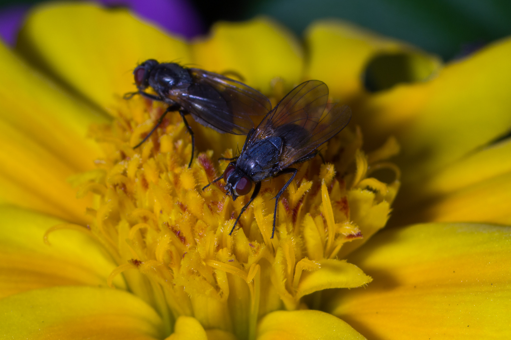 Canon EF 35-70mm f/3.5-4.5A sample photo. Macro 3 photography