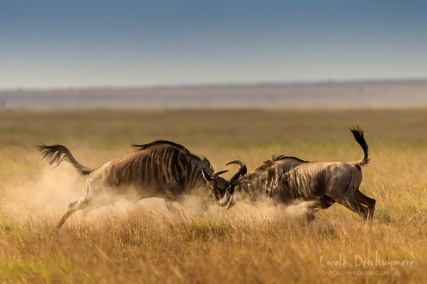 Canon EF 200-400mm F4L IS USM Extender 1.4x sample photo. The battle photography