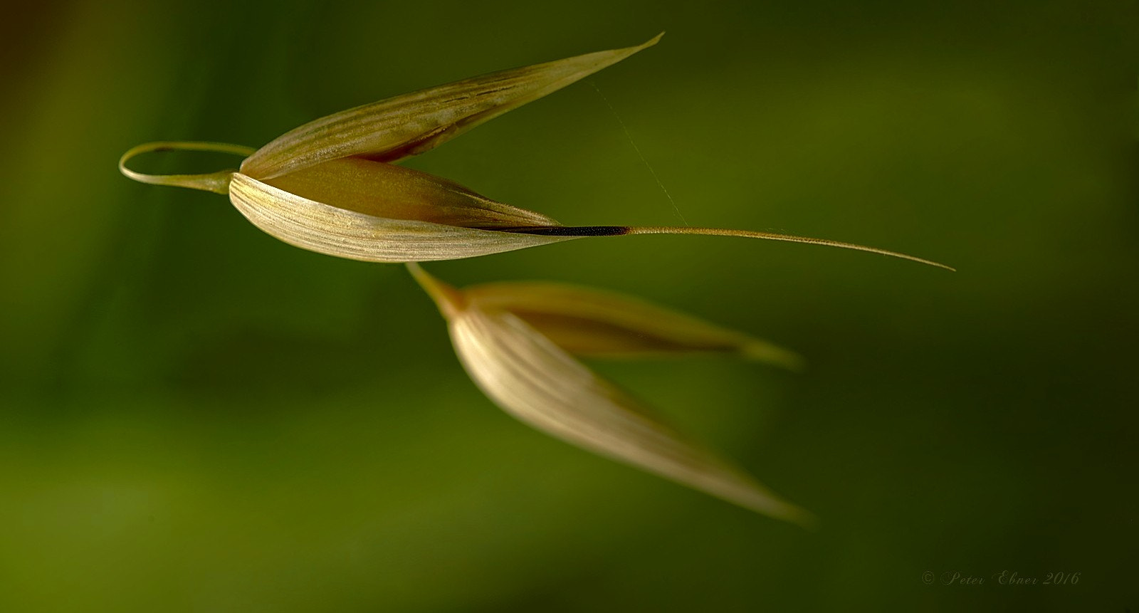 Sigma 150mm F2.8 EX DG OS Macro HSM sample photo. Flying dragon photography