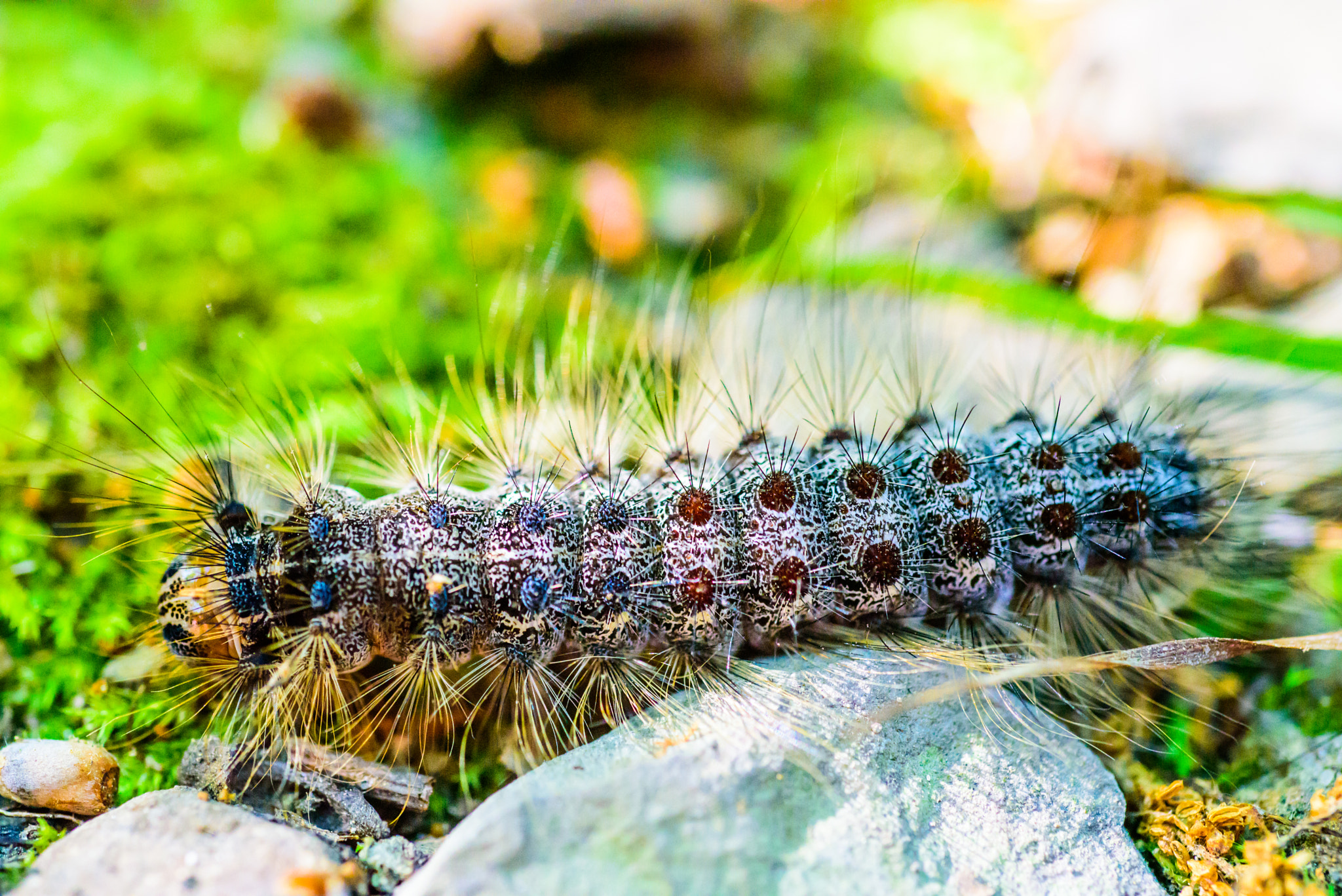 Nikon D750 + AF Micro-Nikkor 60mm f/2.8 sample photo. The caterpillar photography