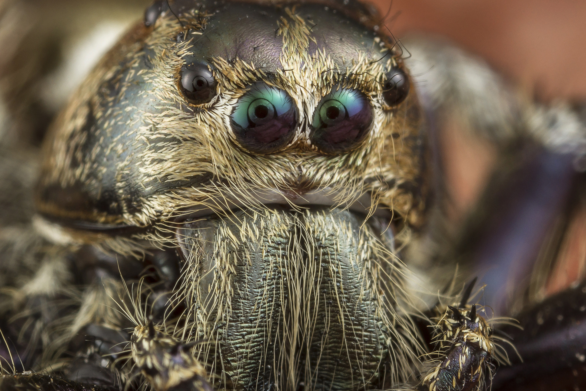 Canon MP-E 65mm F2.5 1-5x Macro Photo sample photo. Jumping spider close up photography