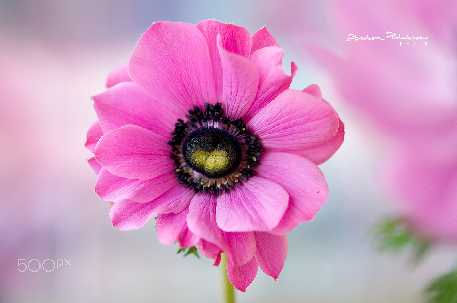 Nikon AF-S Micro-Nikkor 60mm F2.8G ED sample photo. Shy photography