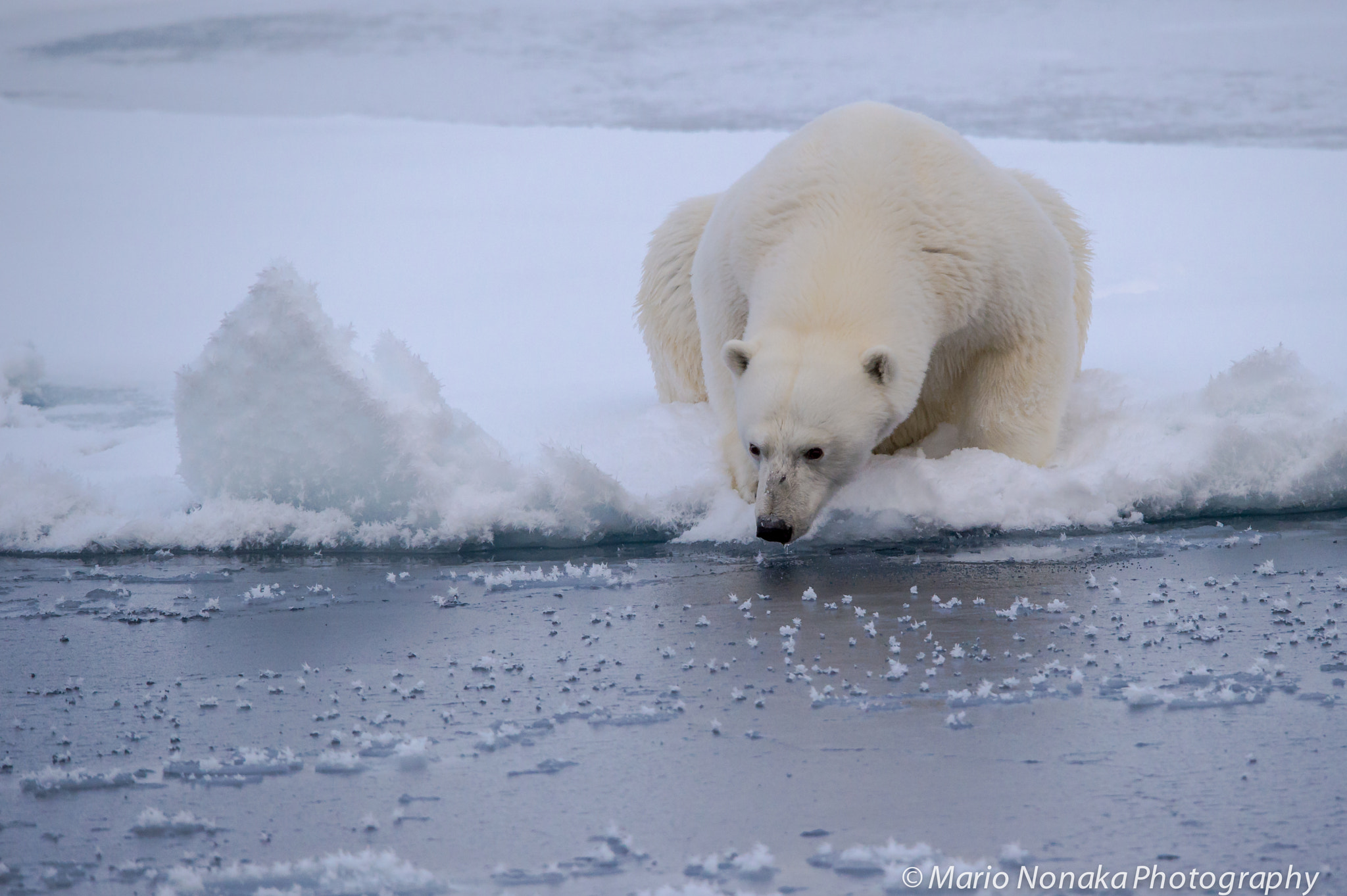 Sigma 150-600mm F5-6.3 DG OS HSM | S sample photo. Hunting polar bear photography