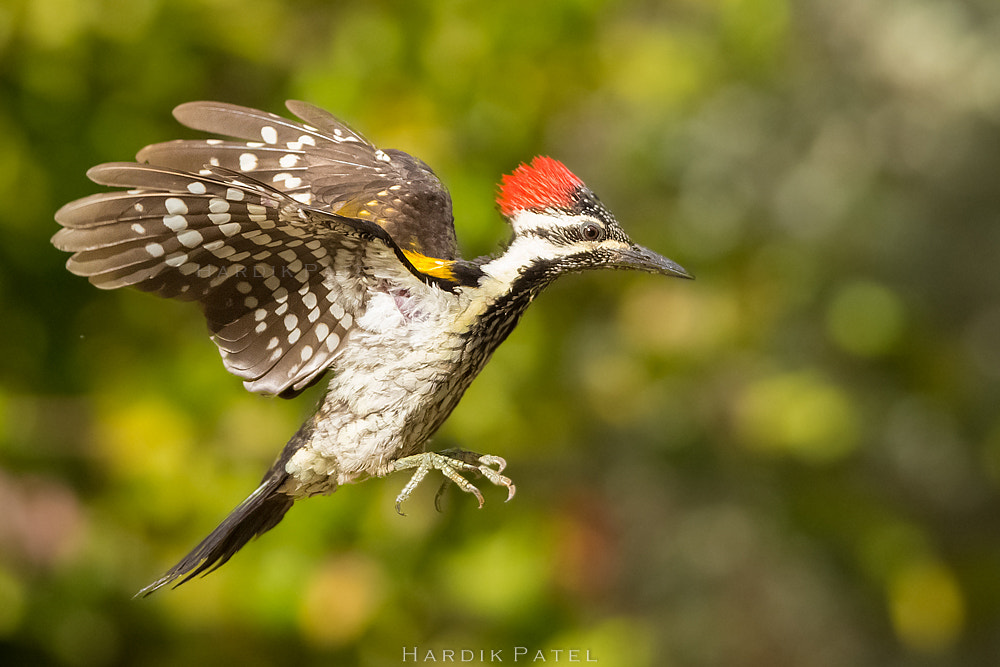 Nikon D5 sample photo. The flight photography