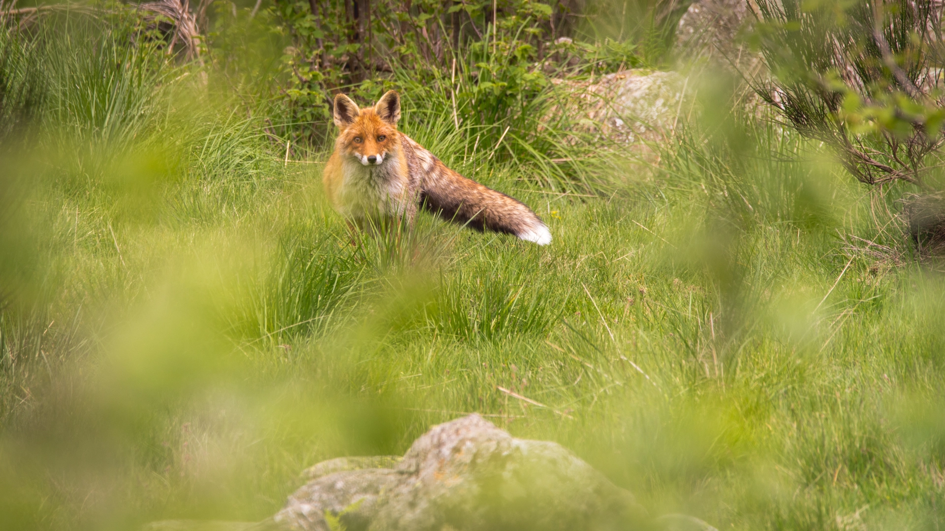 Sigma 150-600mm F5-6.3 DG OS HSM | C sample photo. I see you photography