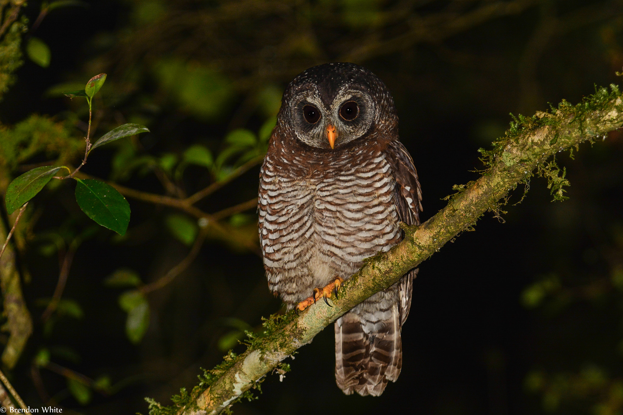 Nikon D7100 + Nikon AF Nikkor 80-400mm F4.5-5.6D ED VR sample photo. African wood owl photography