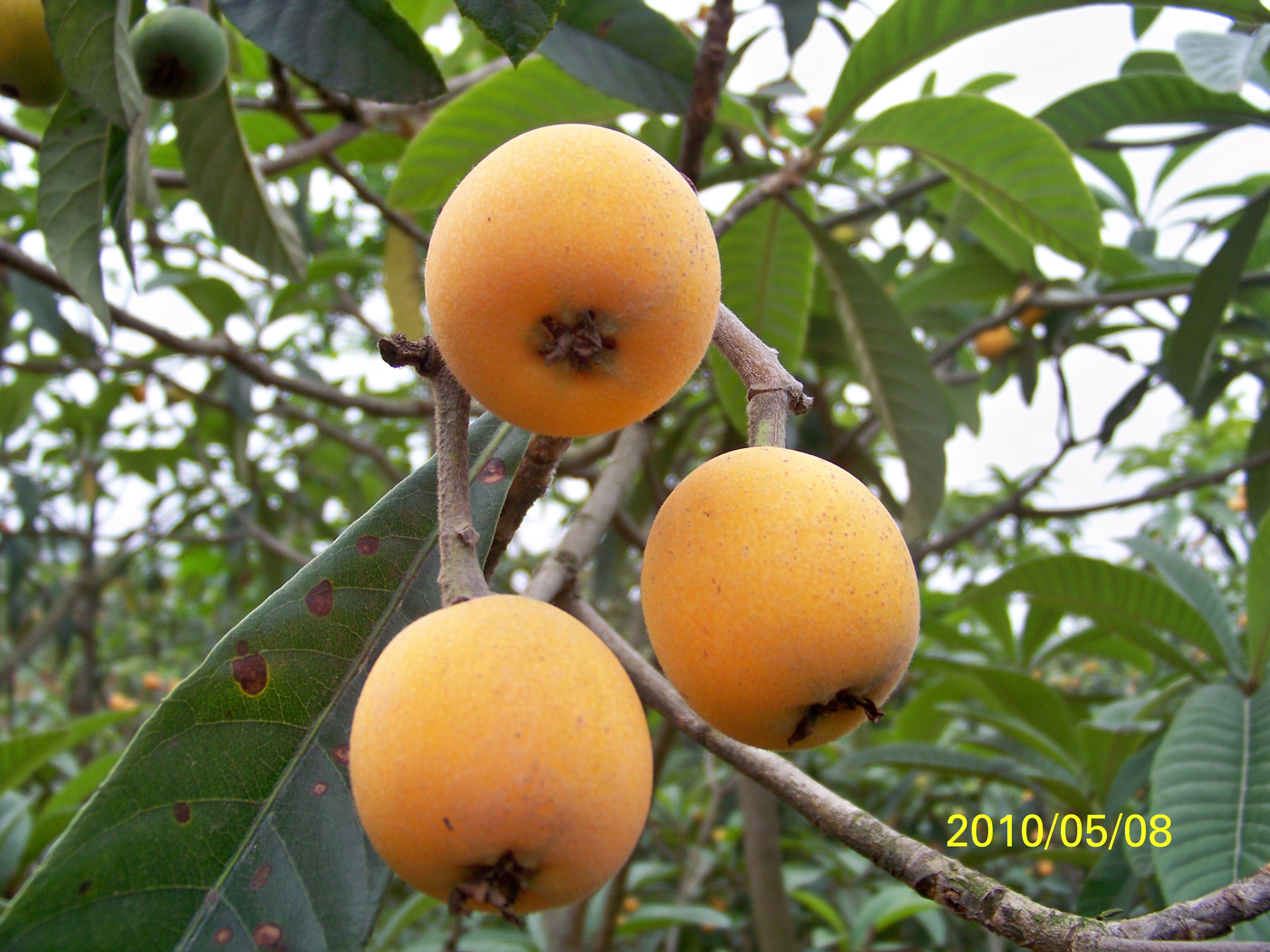 Kodak EASYSHARE Z1012 IS DIGITAL CAMERA sample photo