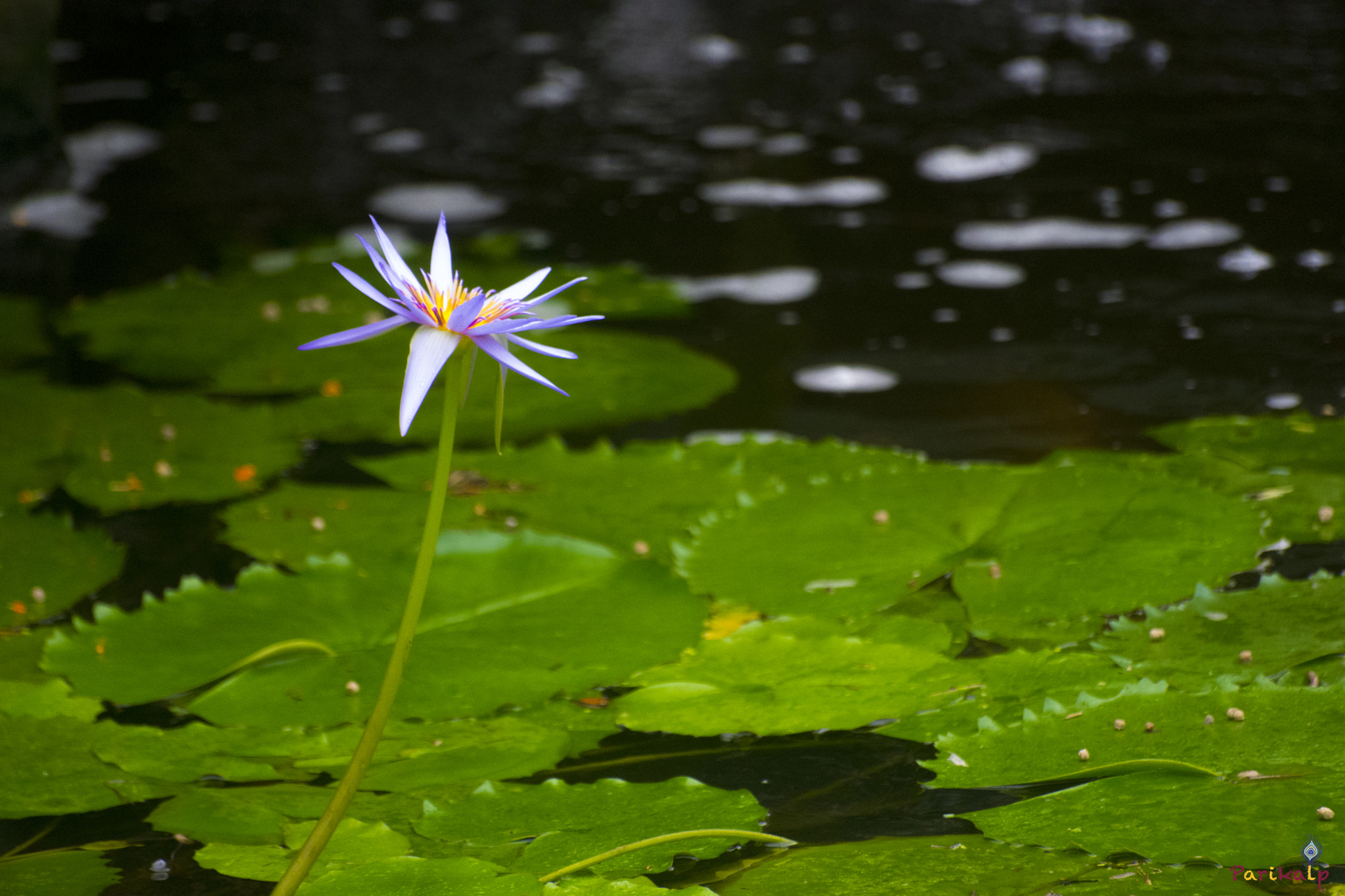 Sigma 70-300mm F4-5.6 APO DG Macro sample photo. Self awakening photography