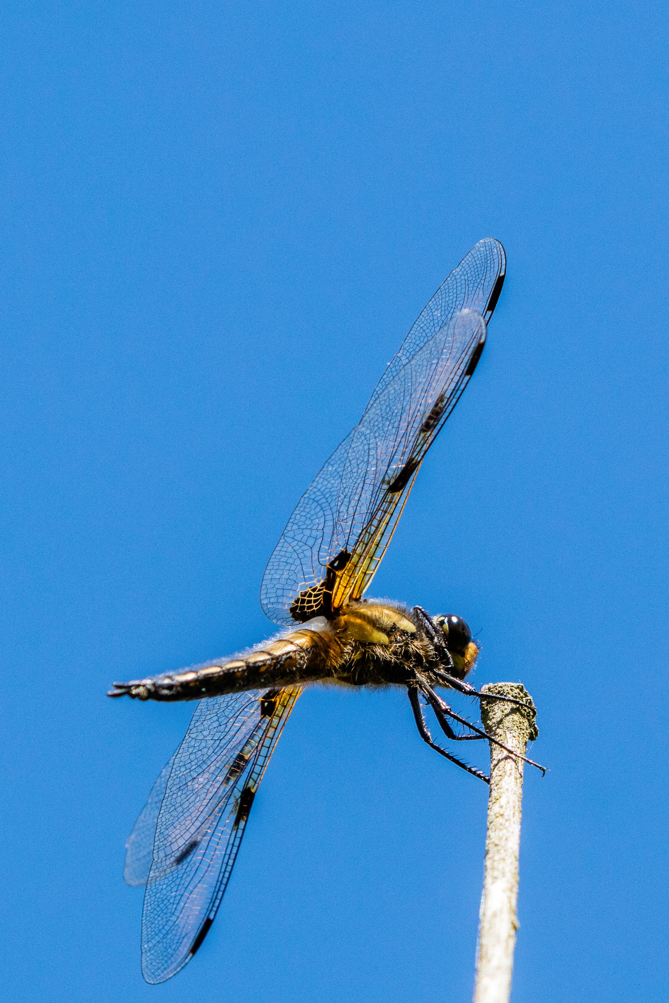Canon EF 70-200mm F2.8L IS II USM sample photo. Spot landing photography
