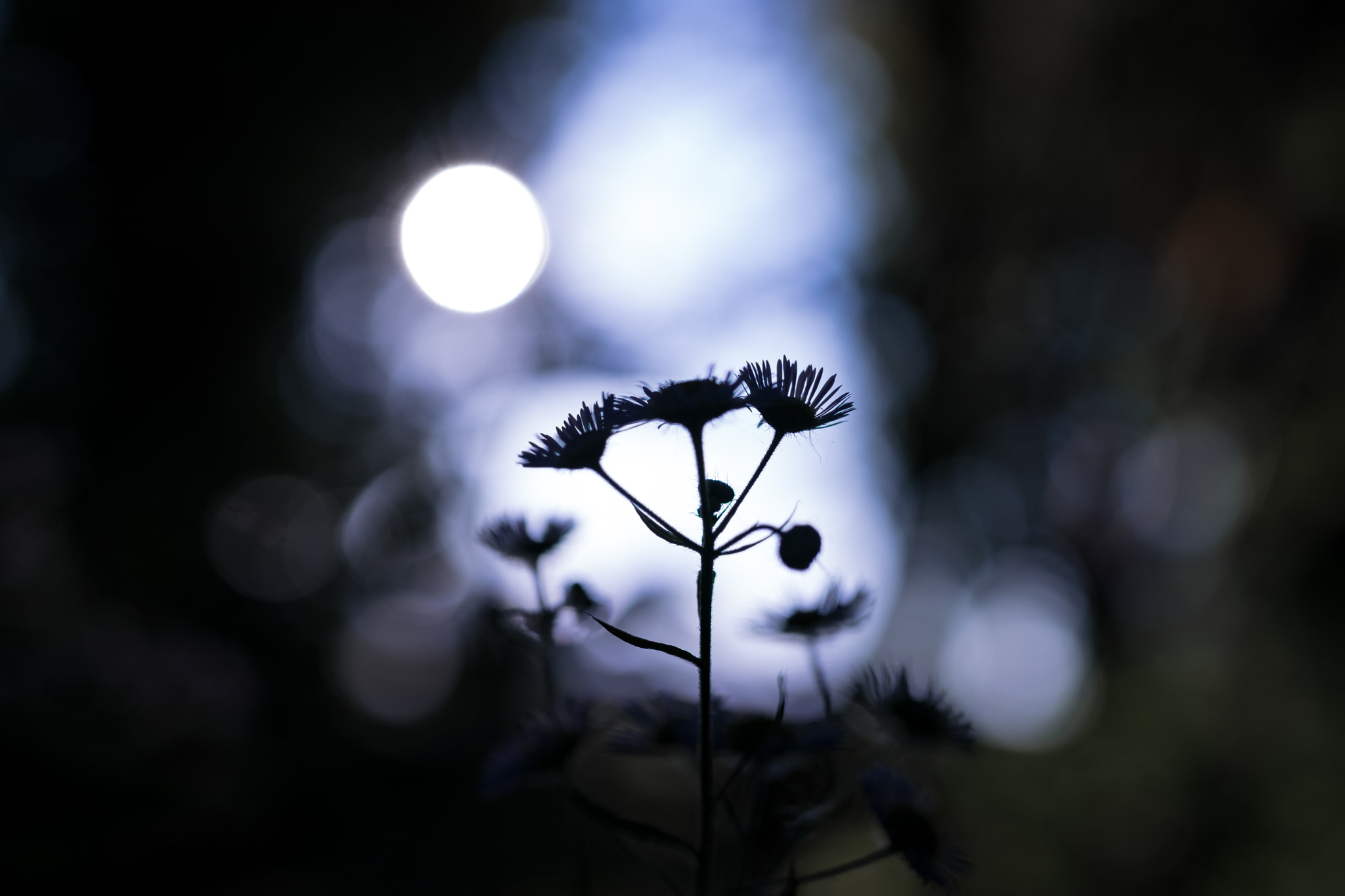 Nikon D5300 + Sigma 35mm F1.4 DG HSM Art sample photo. With moon photography