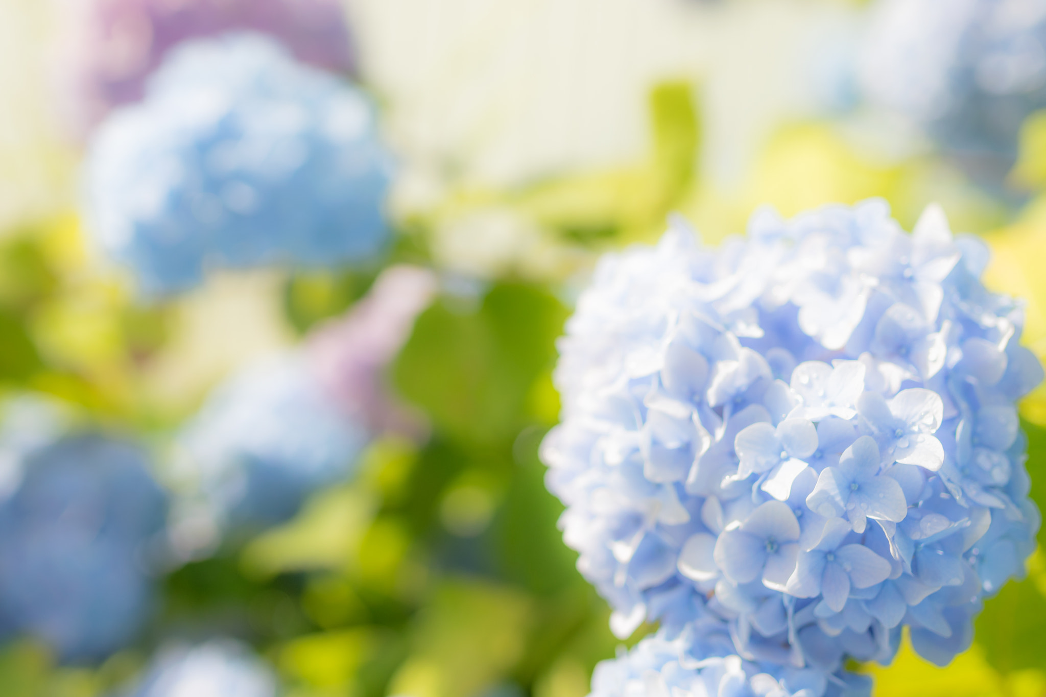 Nikon D5300 + Sigma 35mm F1.4 DG HSM Art sample photo. Hydrangea photography