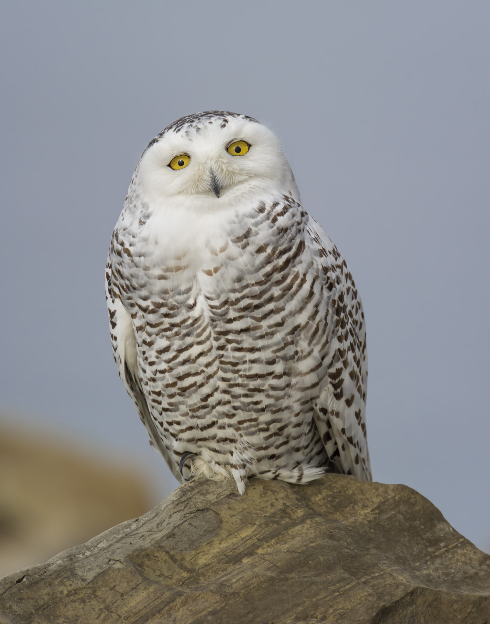 Nikon D3S + Nikon AF-S Nikkor 600mm F4G ED VR sample photo. What's a matter you... photography