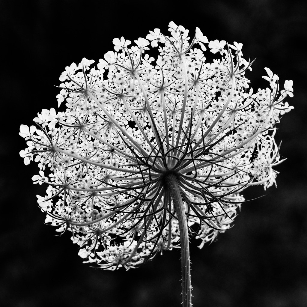 Sigma 105mm F2.8 EX DG OS HSM sample photo. Wilde möhre photography