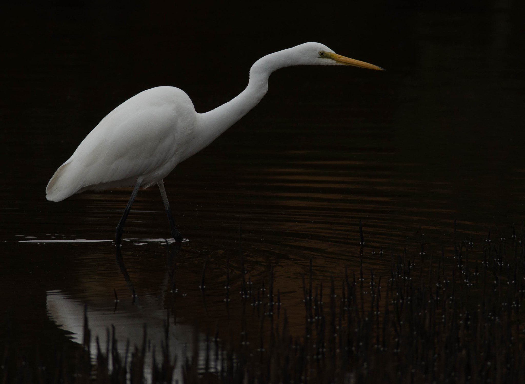 Nikon D600 + Nikon AF-S Nikkor 300mm F4D ED-IF sample photo. White heron photography