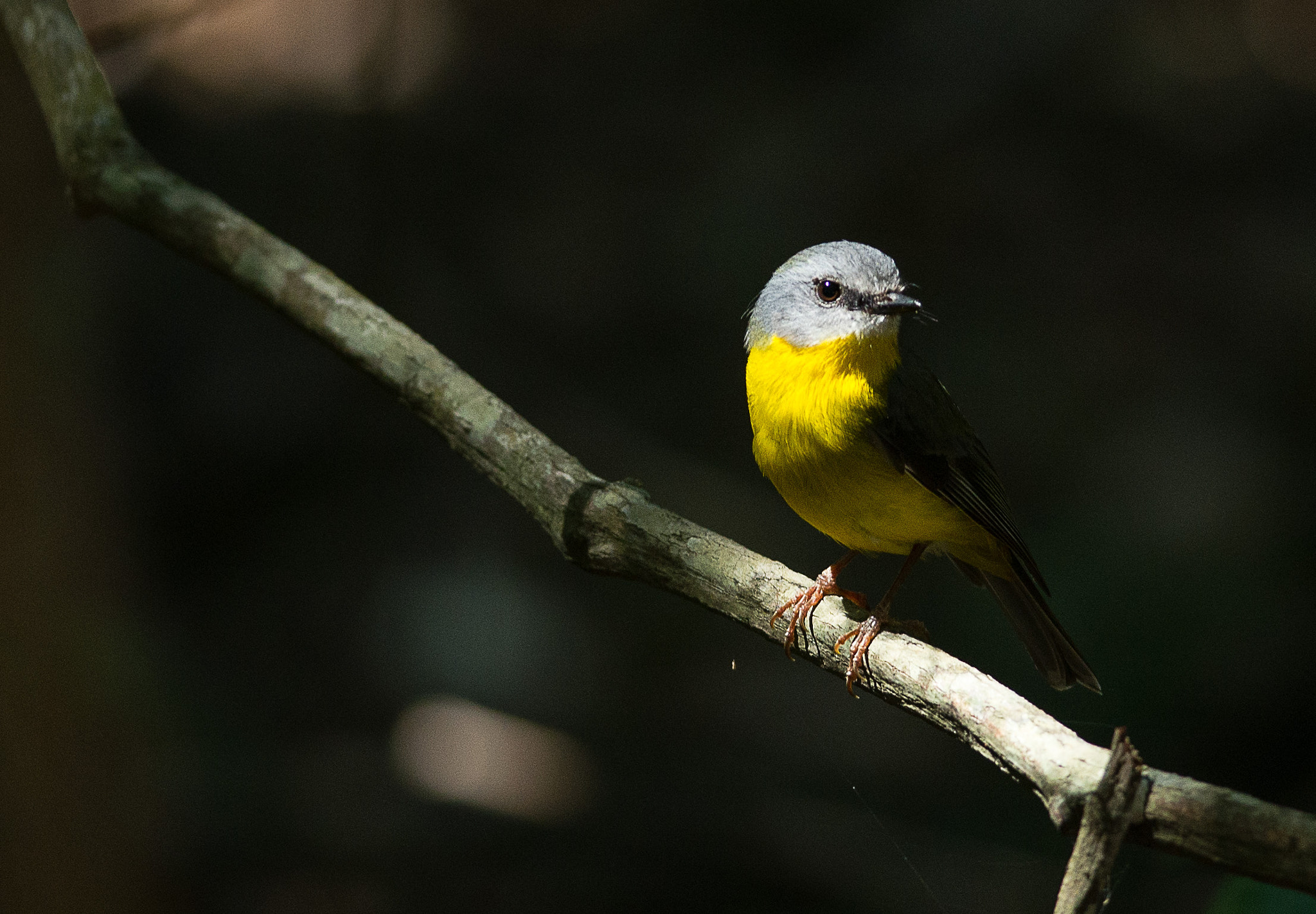 Nikon D600 + Nikon AF-S Nikkor 300mm F4D ED-IF sample photo. Eastern yellow robyn photography