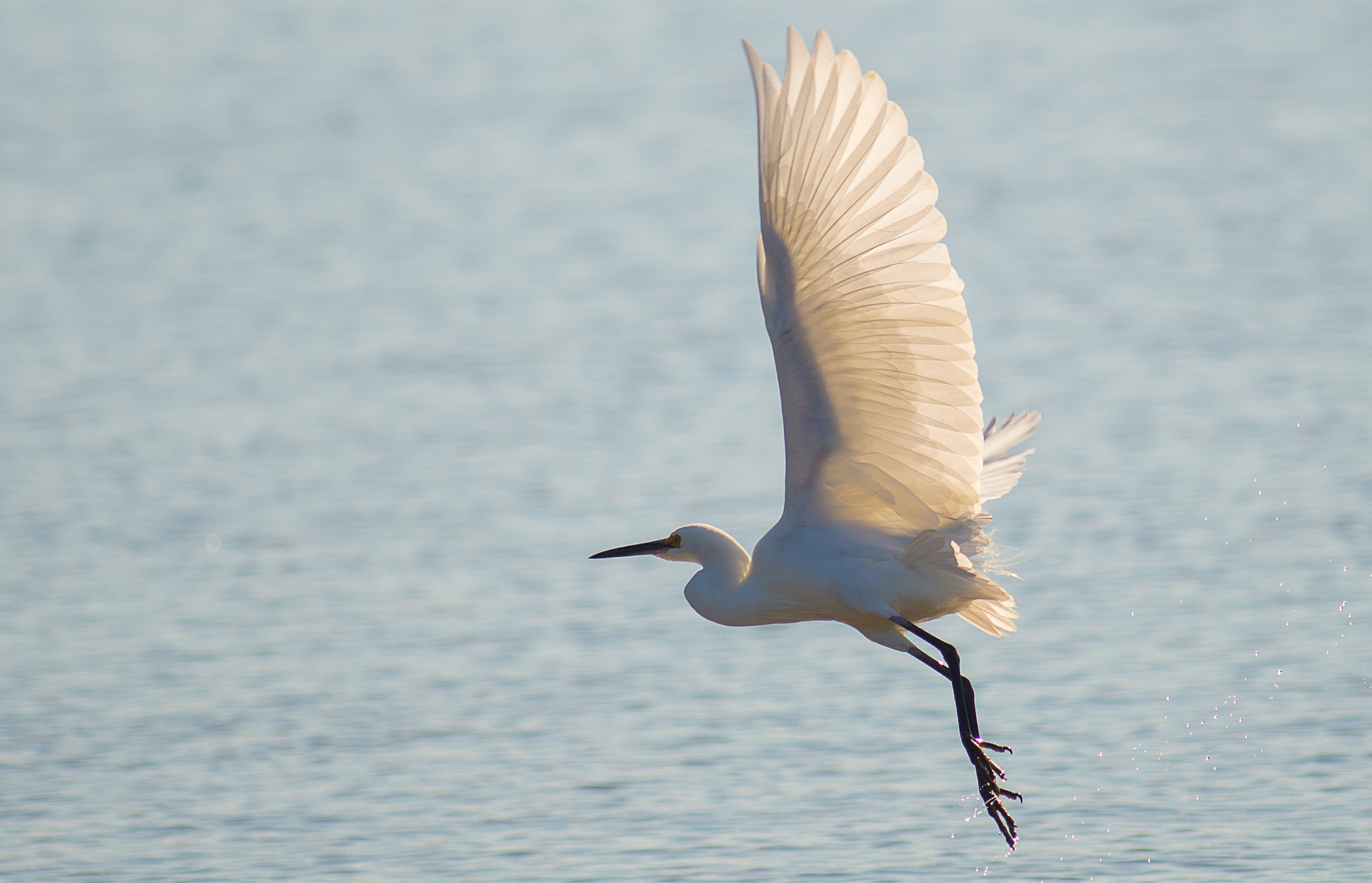 Tokina AT-X 304 AF (AF 300mm f/4.0) sample photo. White heron photography