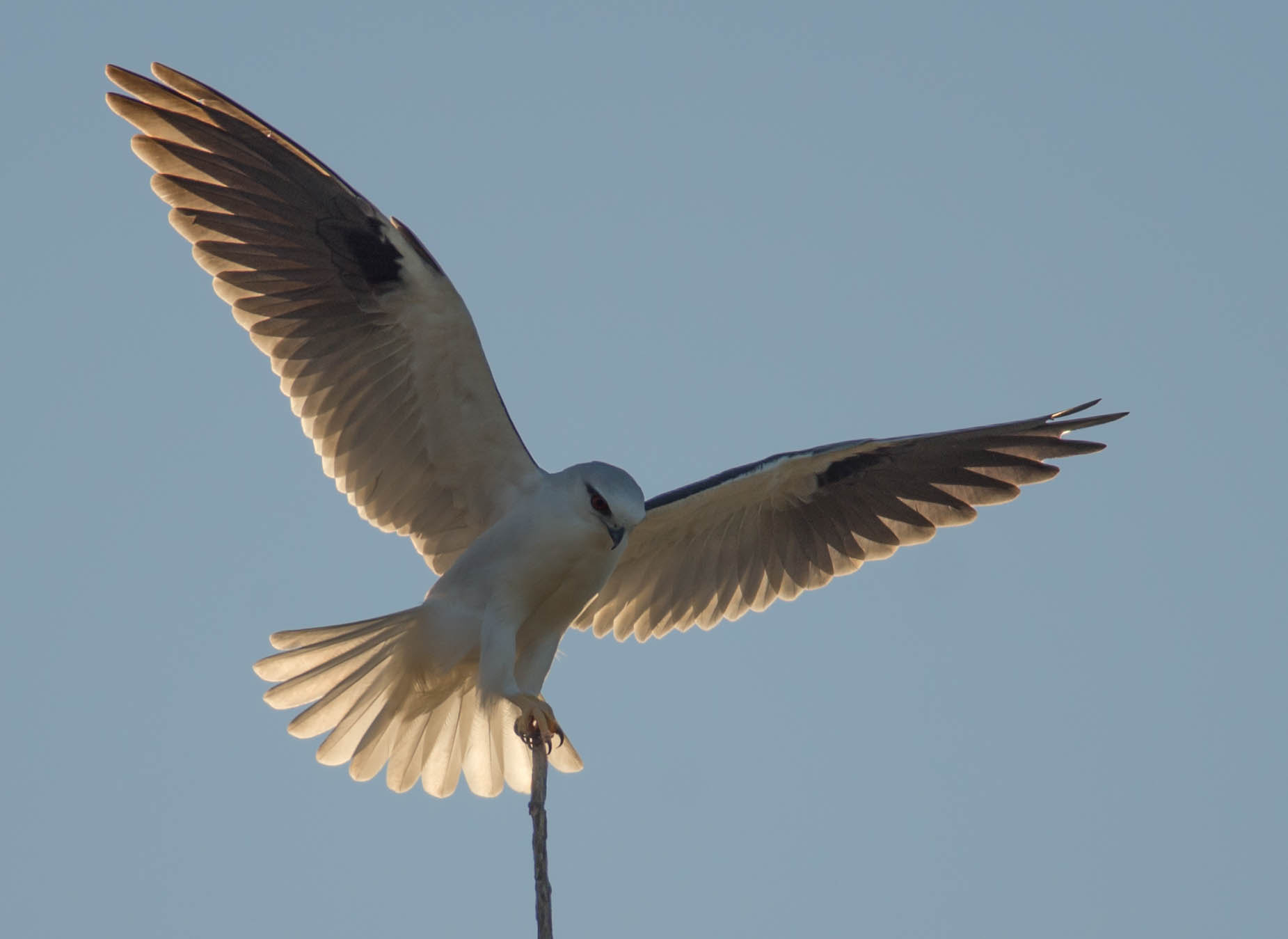 Nikon D600 + Nikon AF-S Nikkor 300mm F4D ED-IF sample photo. Black shoulder kite photography