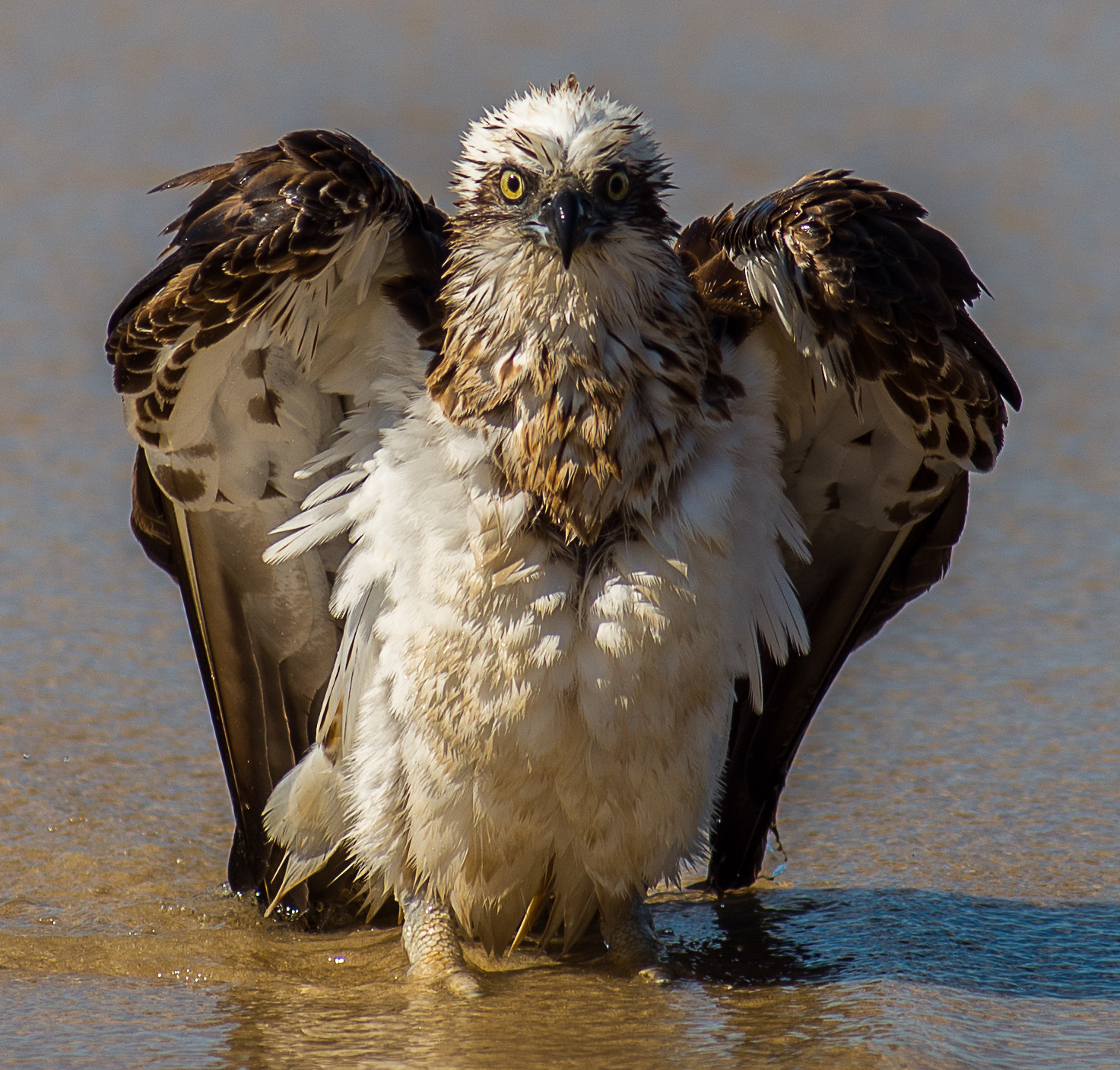 Nikon D600 + Tokina AT-X 304 AF (AF 300mm f/4.0) sample photo. Ospray bathing photography