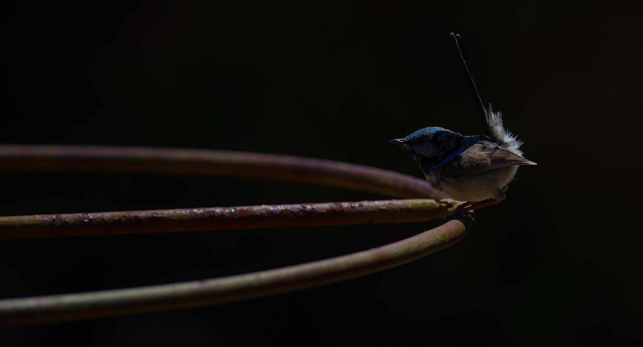 Nikon D600 + Nikon AF-S Nikkor 300mm F4D ED-IF sample photo. Supurb fairywren photography