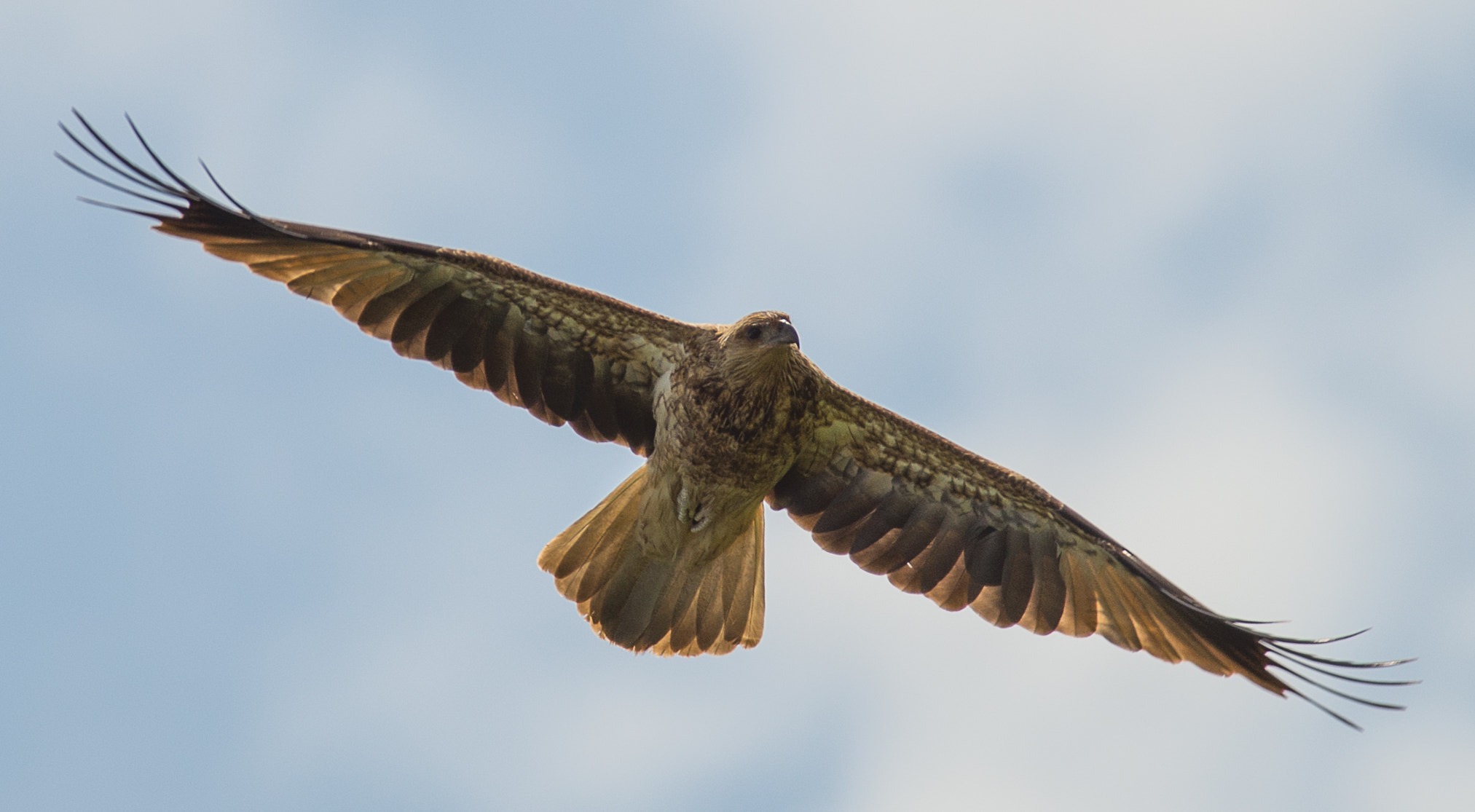 Nikon D600 + Nikon AF-S Nikkor 300mm F4D ED-IF sample photo. Brown harrier photography