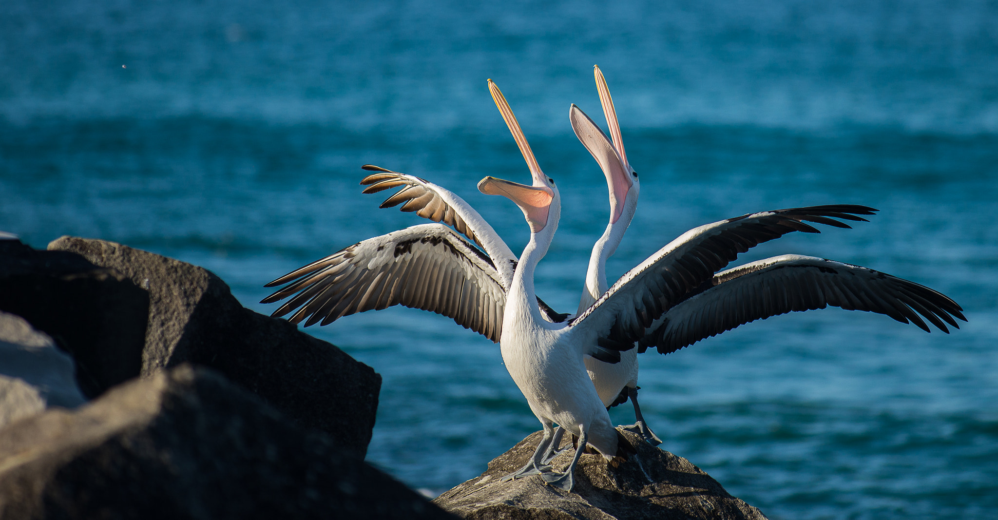 Tokina AT-X 304 AF (AF 300mm f/4.0) sample photo. Pelicans - dinners time photography