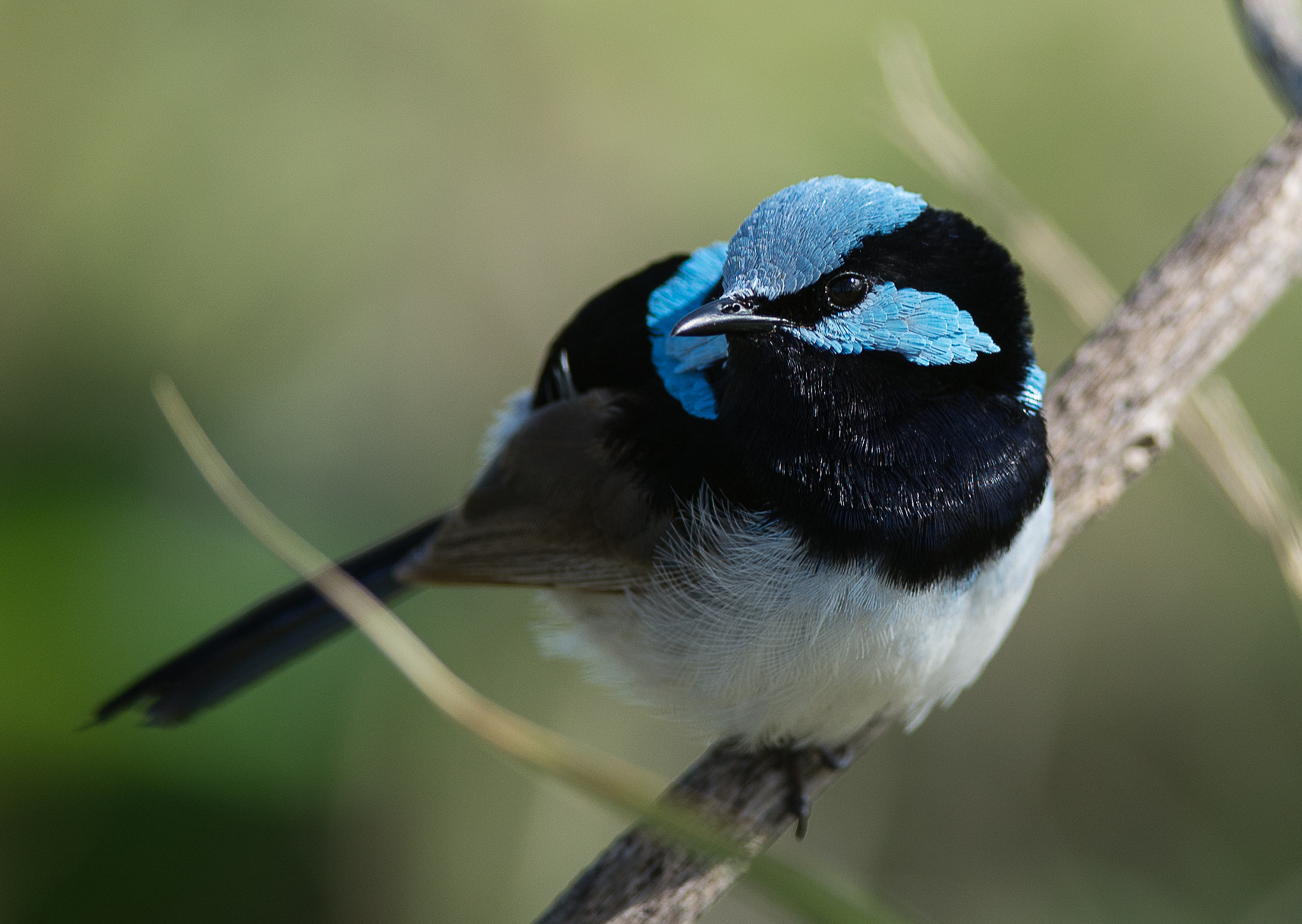 Nikon D600 + Nikon AF-S Nikkor 300mm F4D ED-IF sample photo. Supurb fairywren photography