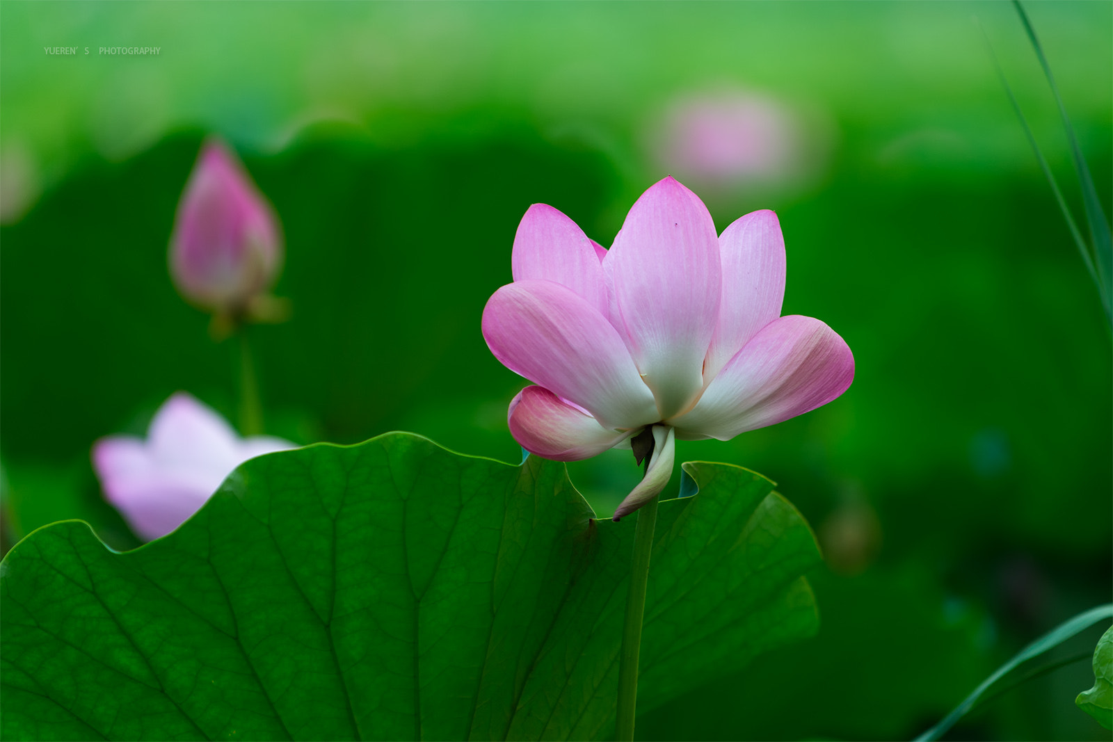 Nikon D4S sample photo. 荷花 photography