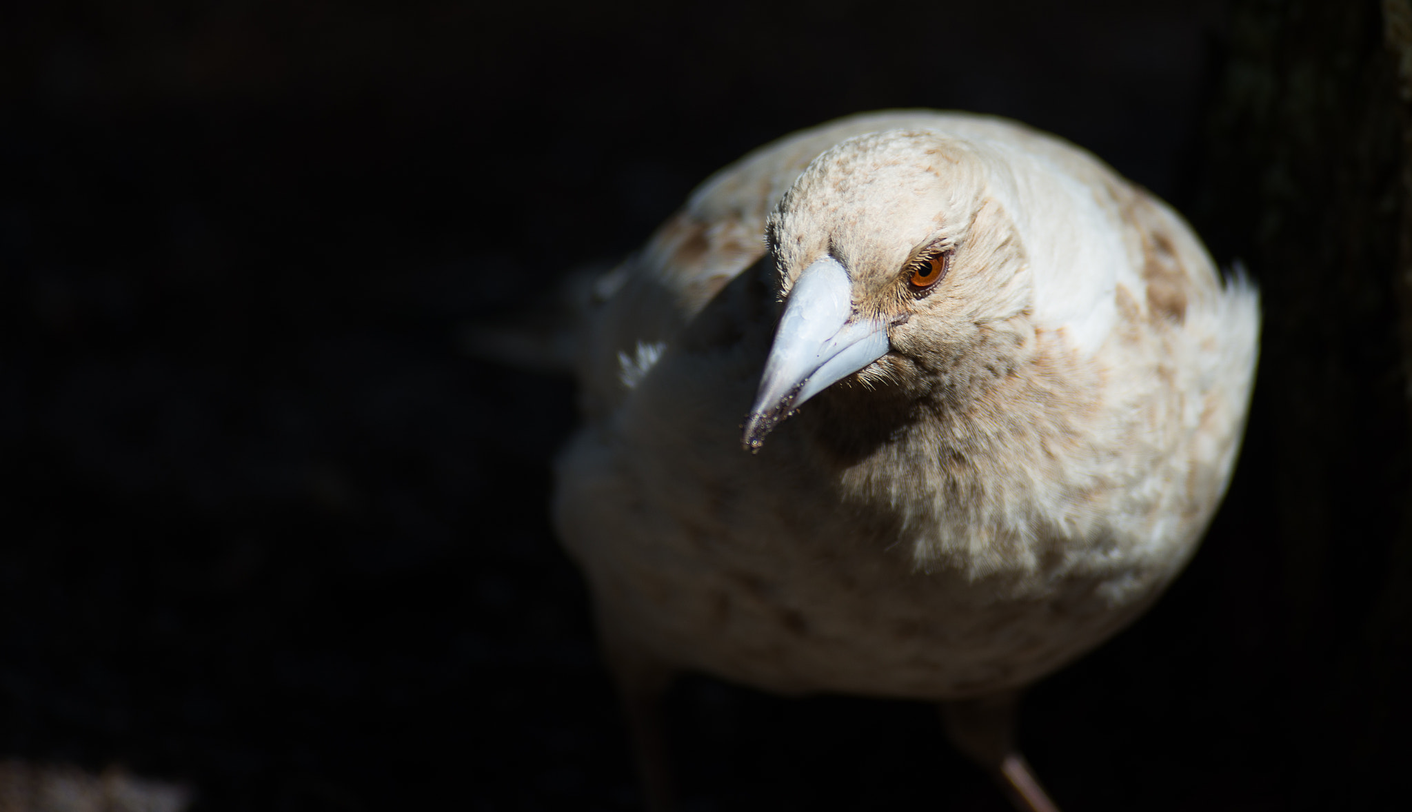 Tokina AT-X 304 AF (AF 300mm f/4.0) sample photo. Albino magpie photography