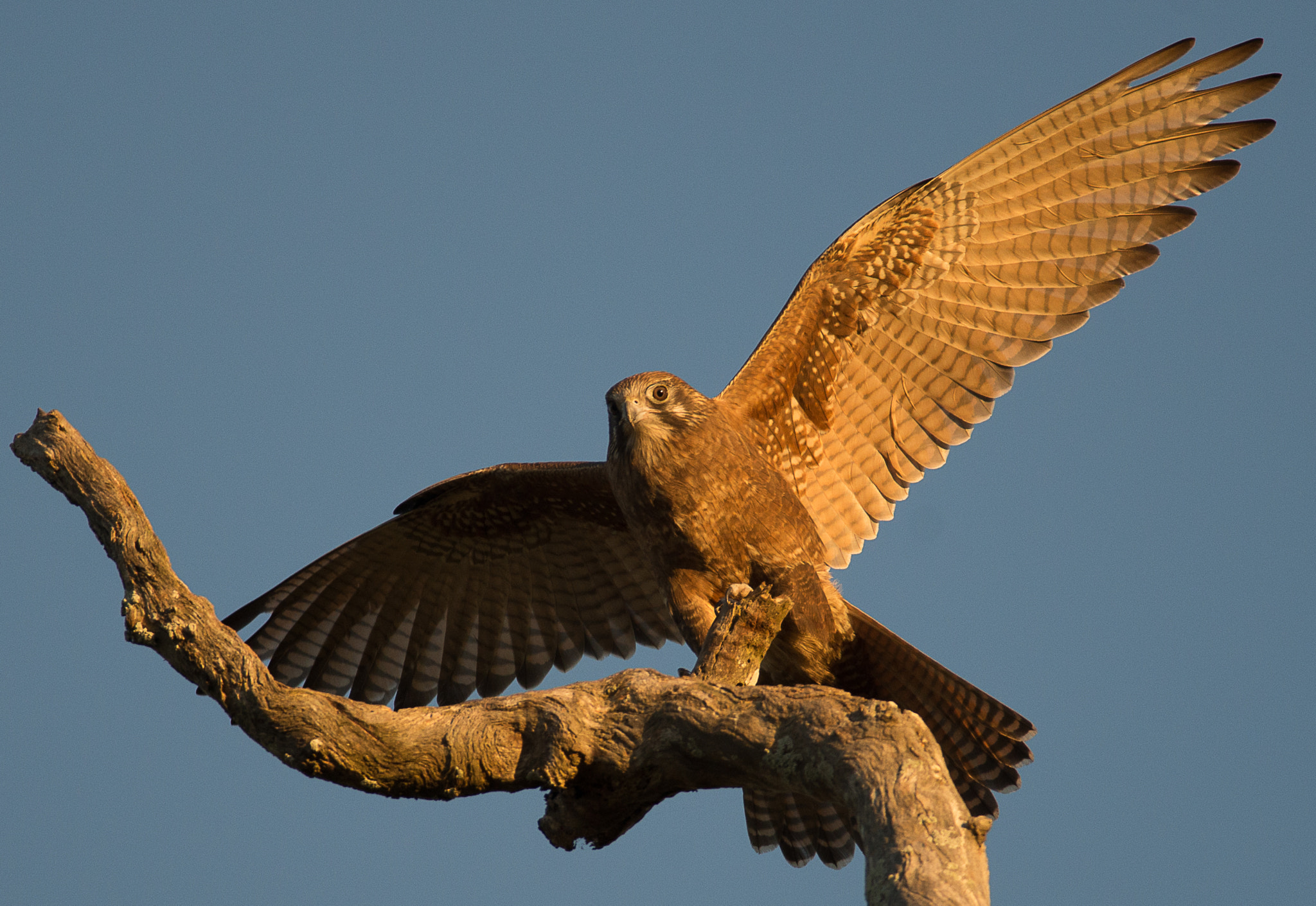 Nikon D600 + Nikon AF-S Nikkor 300mm F4D ED-IF sample photo. Swamp harrier photography